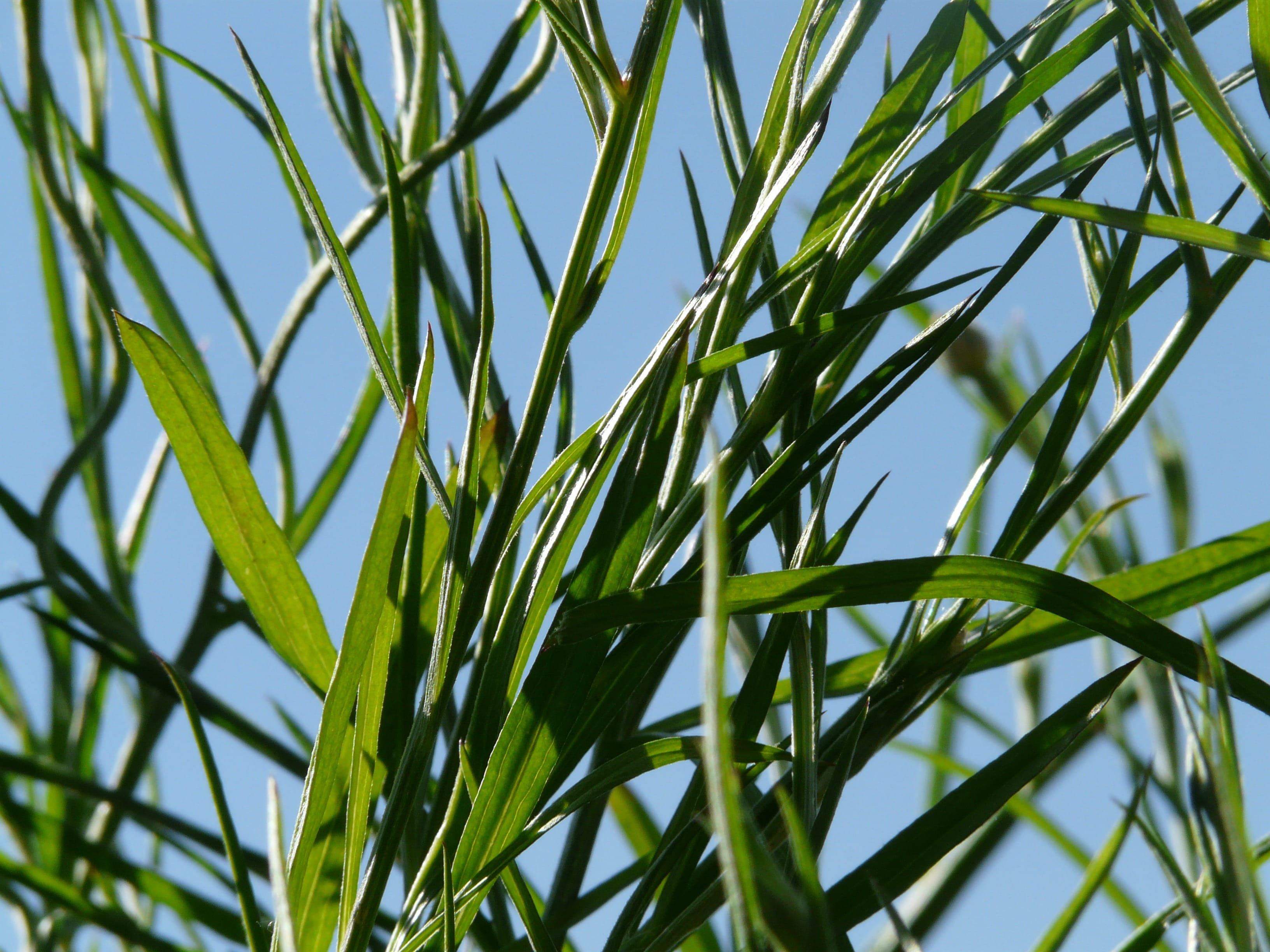 clear sky, grass, centaurea, outdoors, 2K, growth, focus on foreground, leaf, zyane, sky, centaurea cyanus, no people, close-up, composites, leaves, agriculture, HD Wallpaper