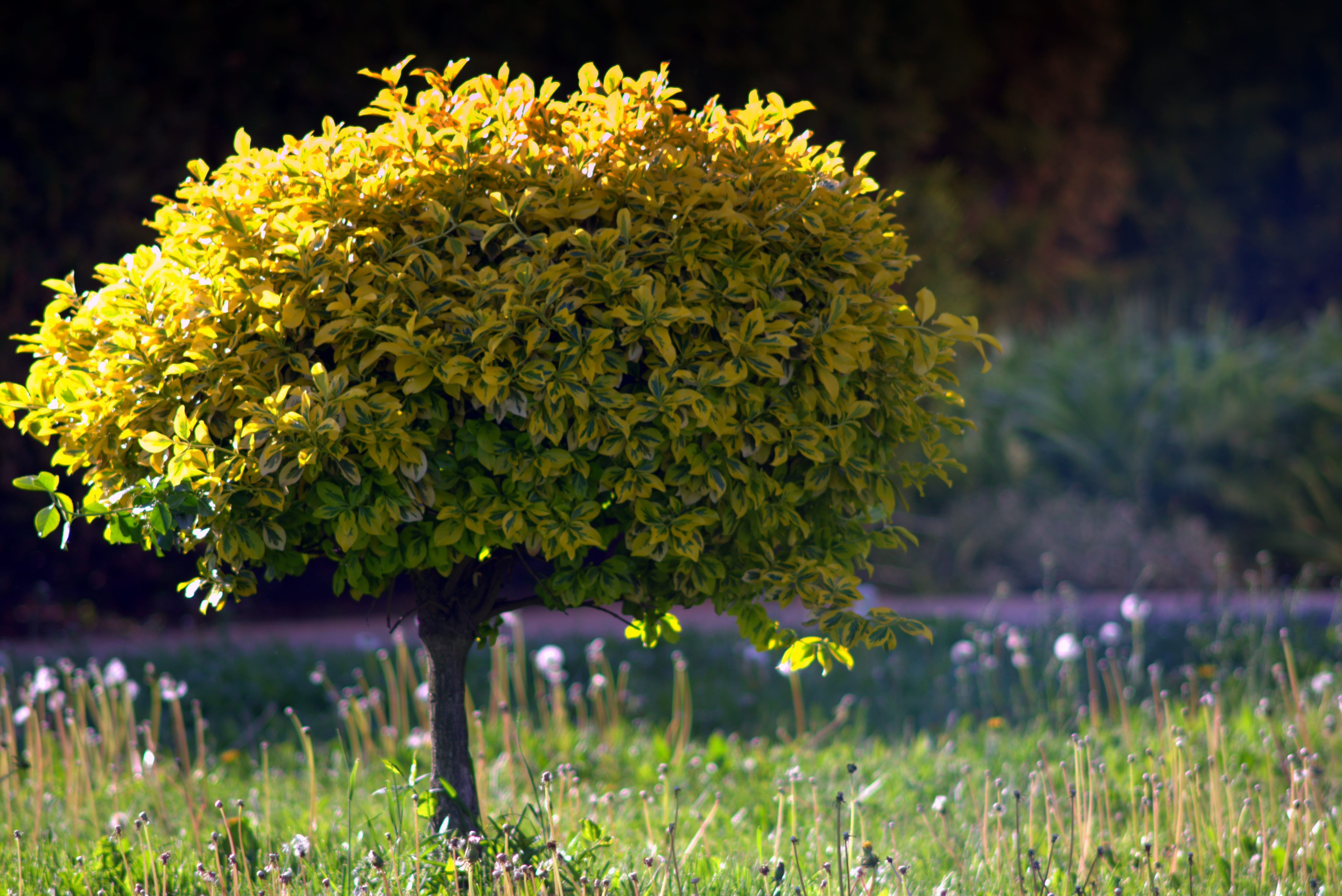 plant, beauty in nature, selective focus, fragility, yellow, leaf, focus on foreground, foliage, garden, growth, park, grass, tree, close-up, 5K, ornamental garden, HD Wallpaper