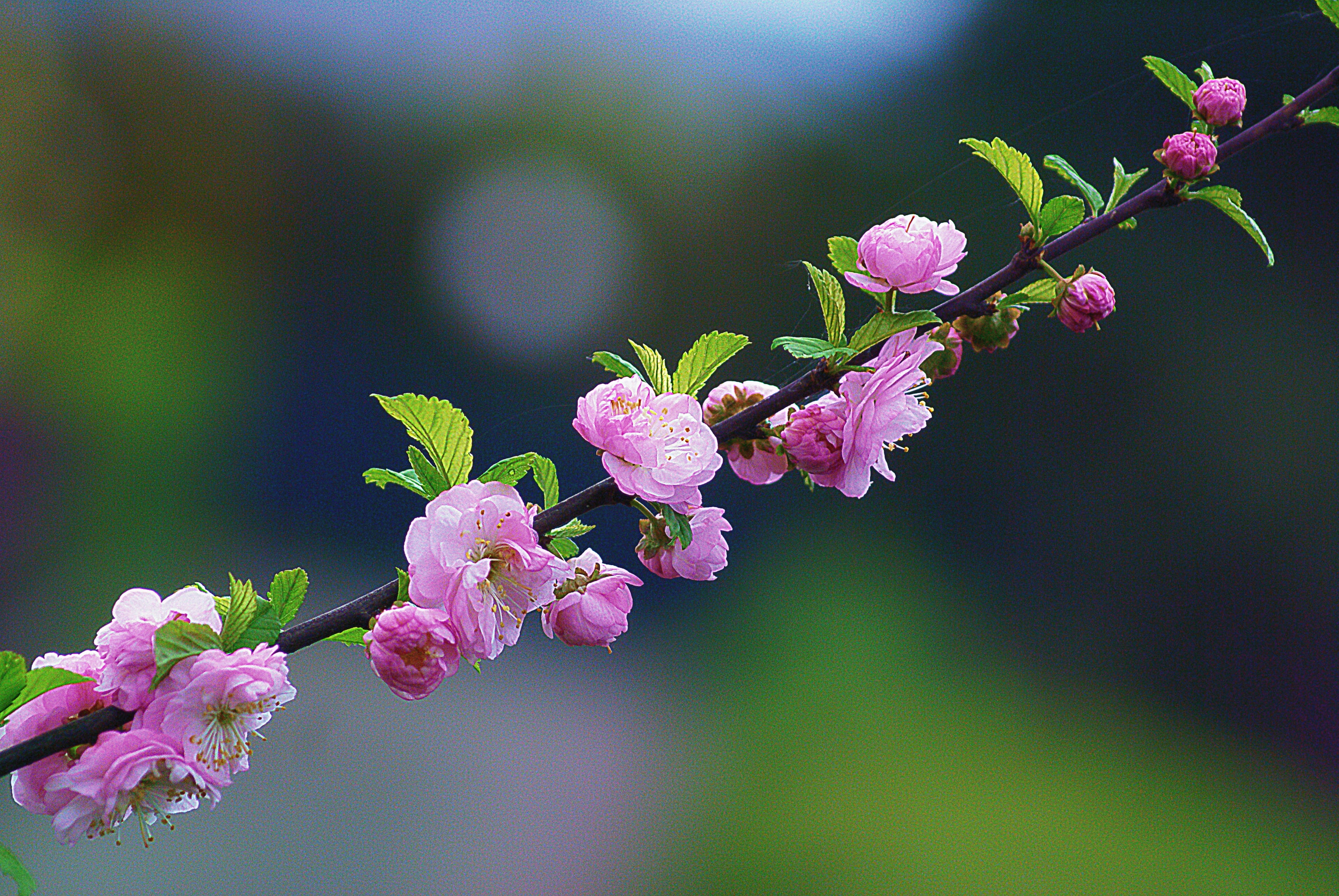 focus, growth, bunch of flowers, fragility, flourishing, almond twigs, 4K, the background, focus on foreground, almond shrub, composition, beauty in nature, HD Wallpaper