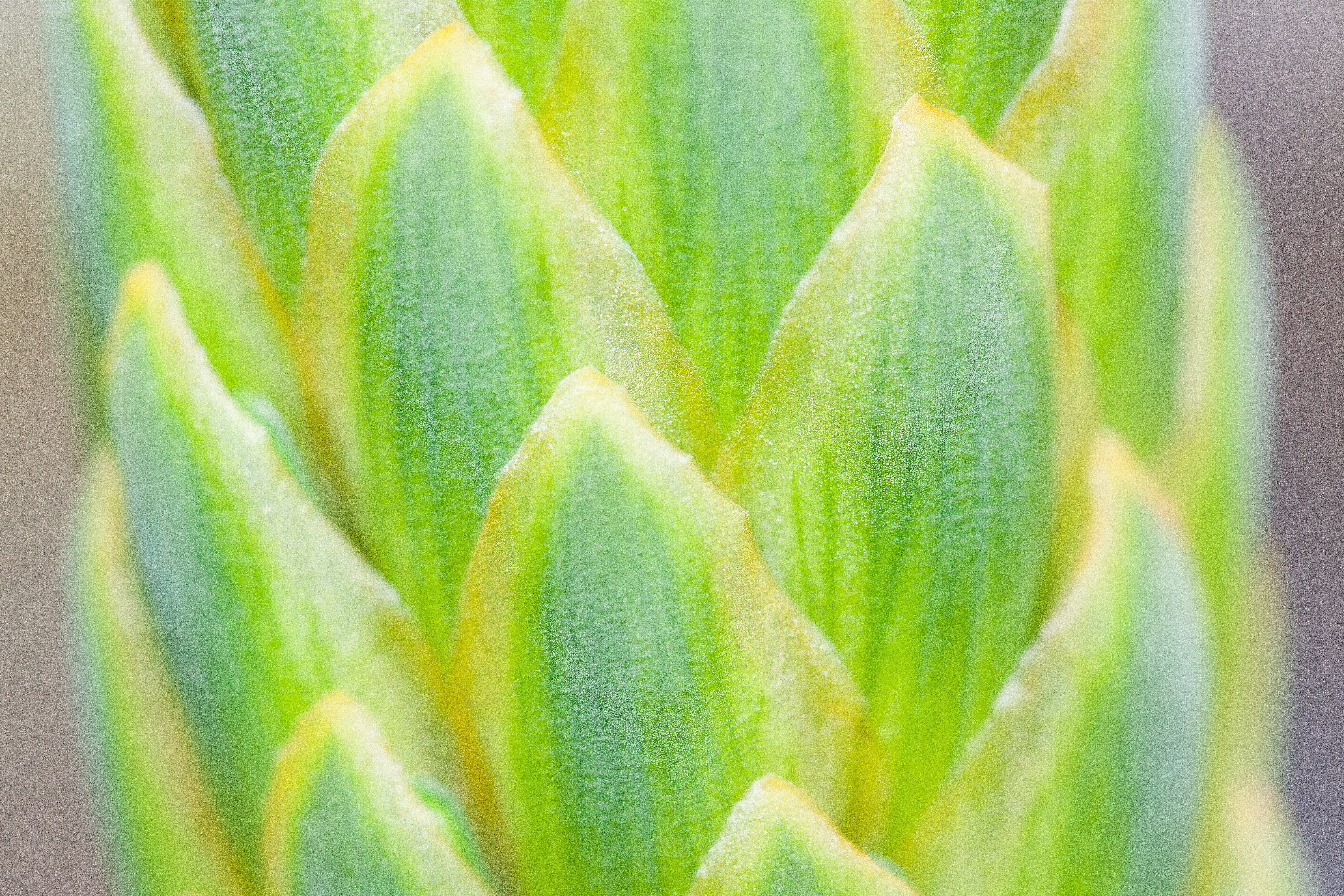 backgrounds, macro, day, freshness, succulent plant, growth, pointed, herb, green, leaves, closeup, selective focus, full frame, close-up, leaflets, plant, HD Wallpaper