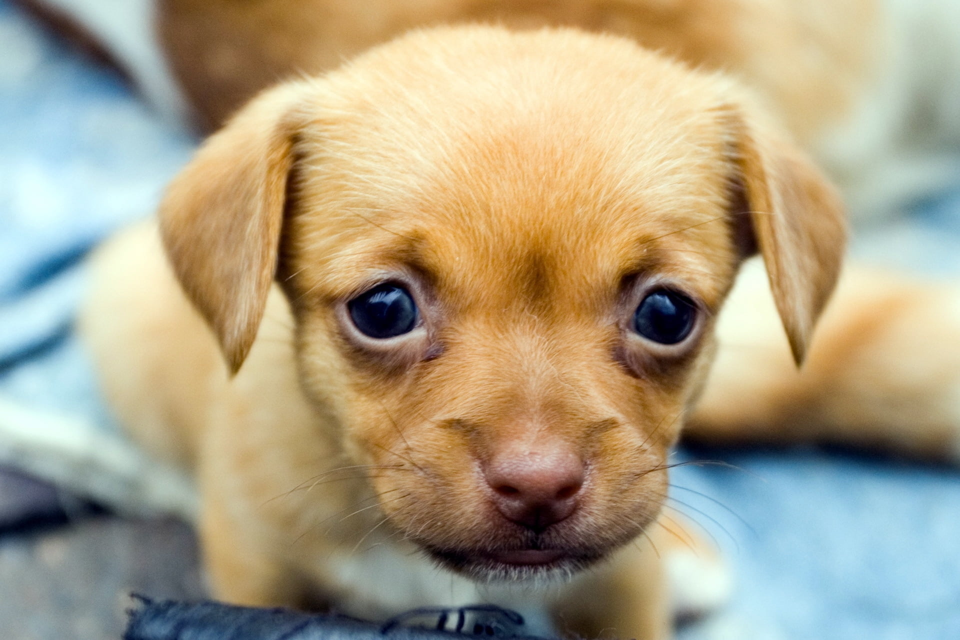 whisker, cute, muzzle, domestic, looking At Camera, baby, baby Animals, brown, mammal, friendship, no people, dogs, dog, small, animals And Pets, pets, HD Wallpaper
