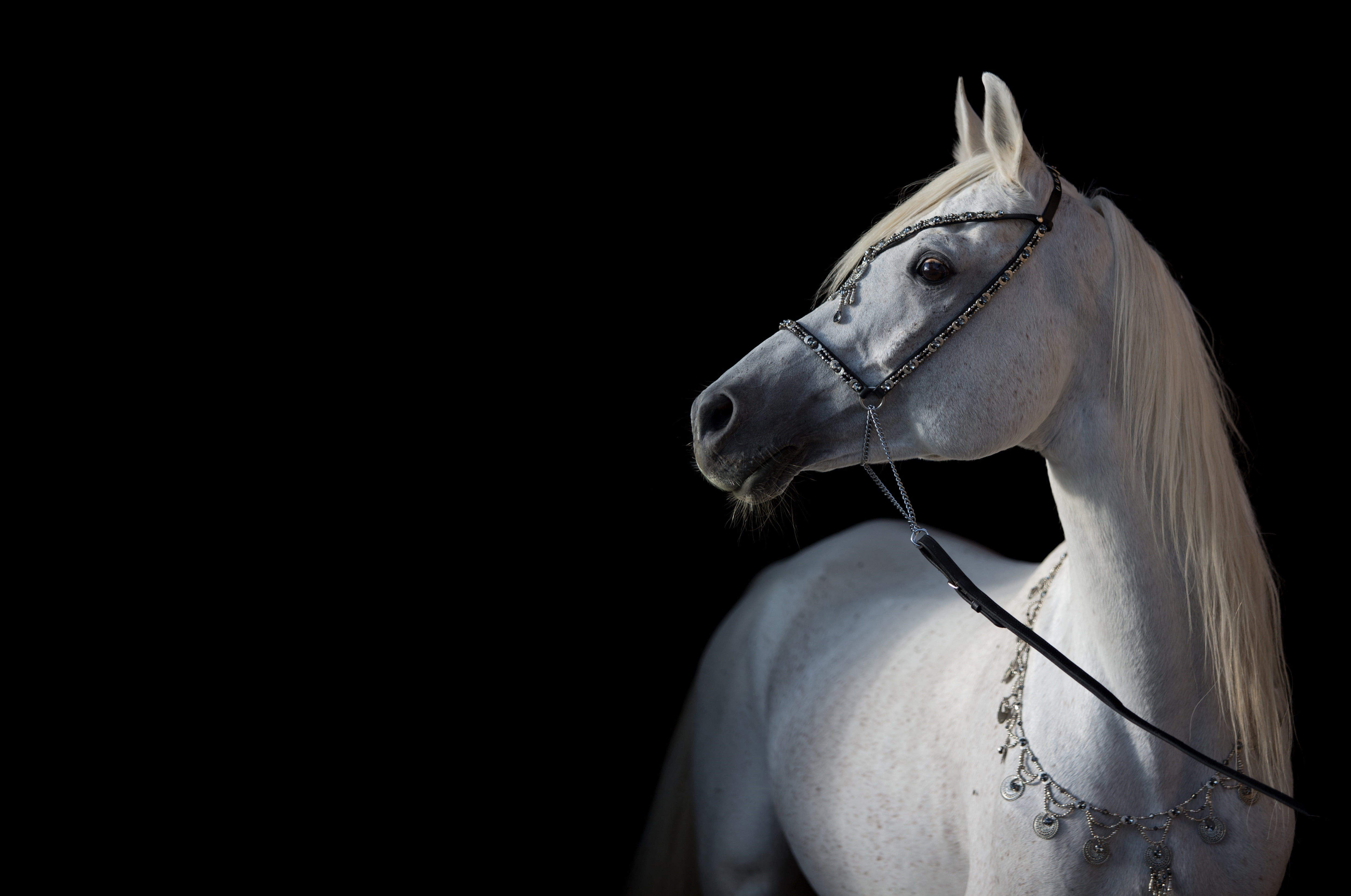 contrast, black background, light, close-up, white color, looking away, animal, Arab, studio shot, grace, horse, the dark background, profile view, animal head, HD Wallpaper