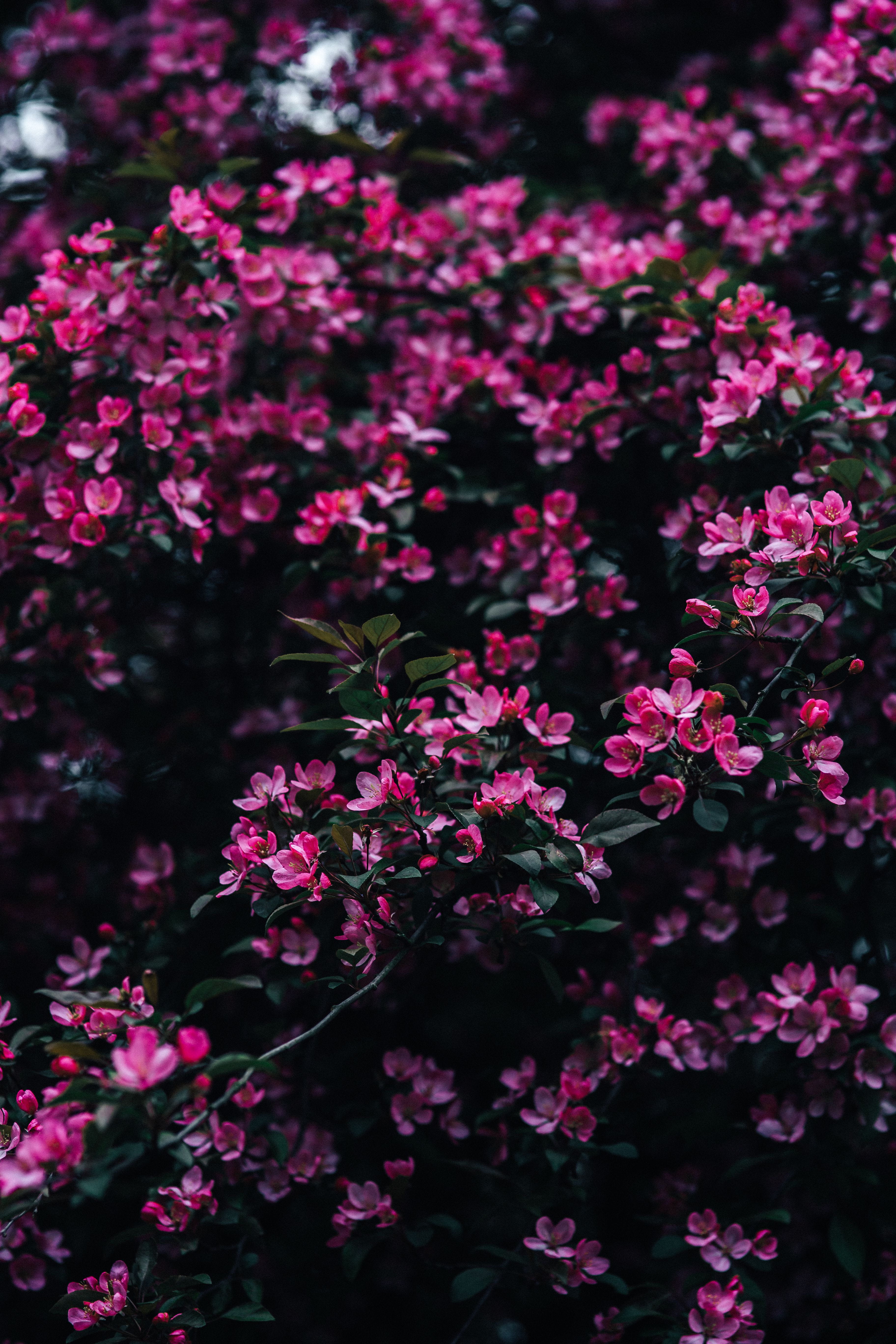 flower Head, blossom, 5K, pink Color, blooming, flowers, purple, tree, spring, outdoors, day, inflorescence, nature, close-up, branch, copy space, springtime, Phone HD Wallpaper
