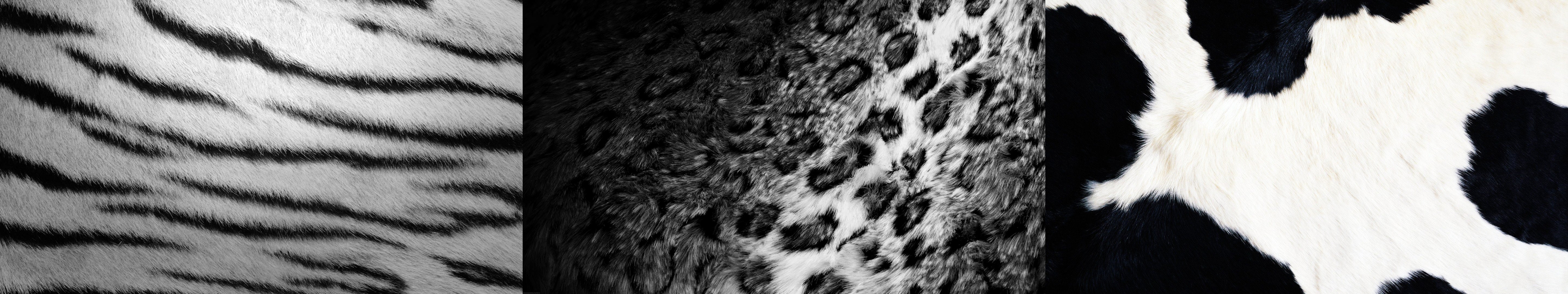 Tiger, Vache, pets, Co, animal themes, Tigre, pattern, domestic animals, multi, monitor, animal body part, animals in the wild, animal skin, full frame, HD Wallpaper
