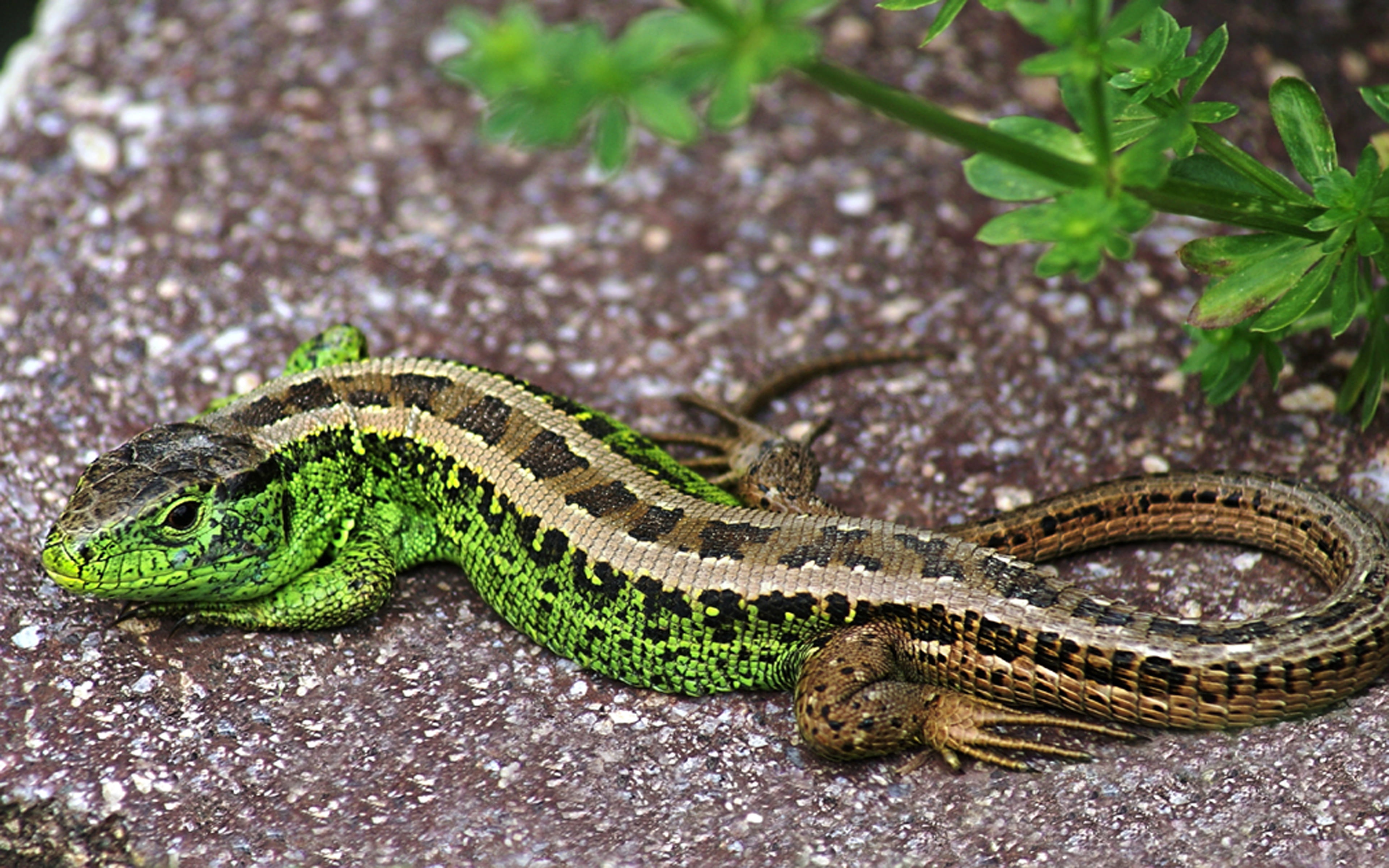camera, no people, outdoors, close-up, animal, lizard, processed, minolta, animal themes, reptile, vertebrate, nature, animals in the wild, digital, day, HD Wallpaper