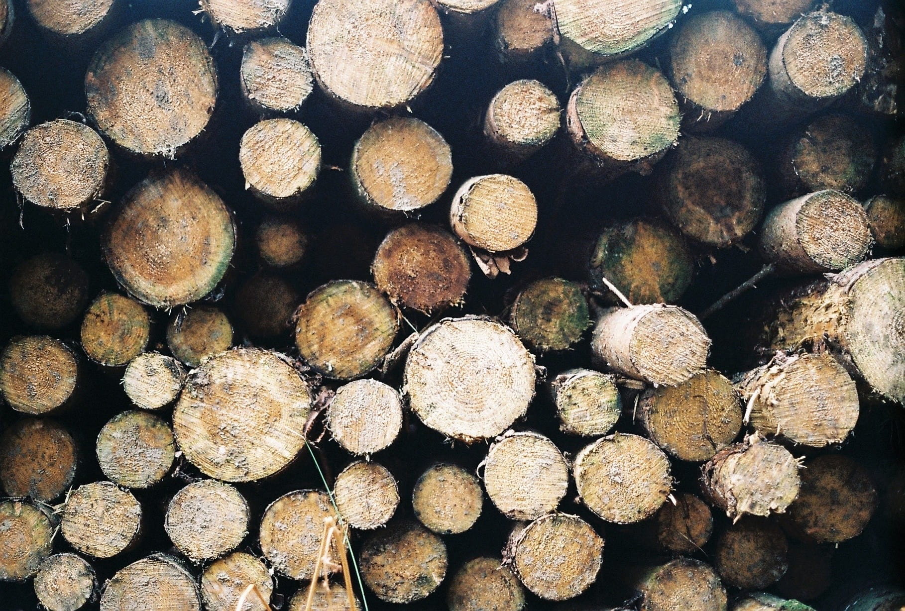analogue, no people, forest, trees, fuel and power generation, srt, film, konica, wood - material, timber, pine, wild, iso400, #filmisnotdead, woodpile, HD Wallpaper