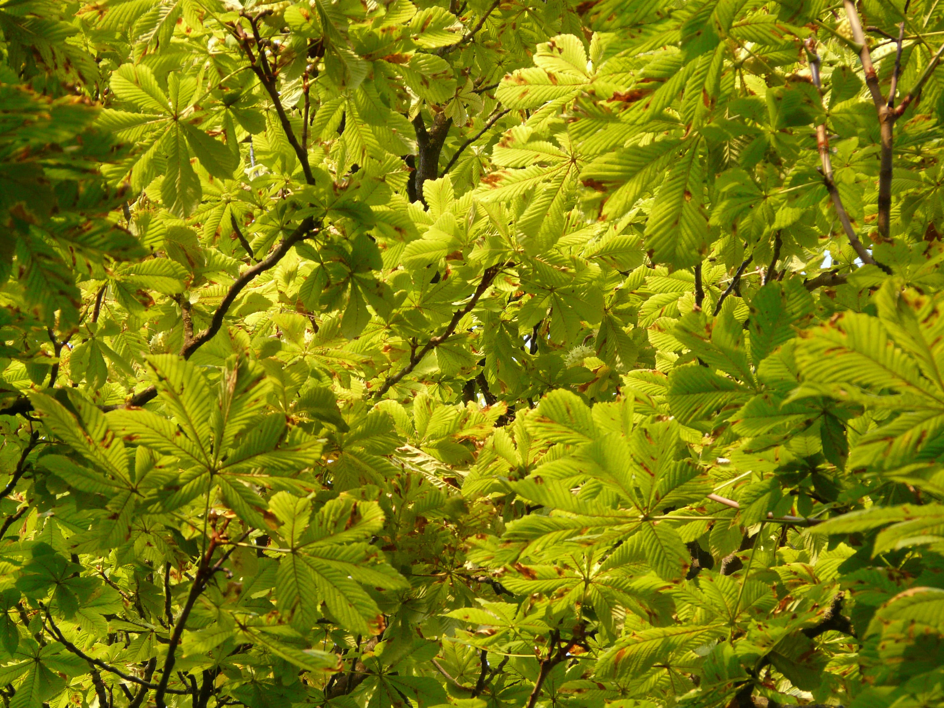 top, leaf, beauty in nature, green, backgrounds, close-up, food and drink, light, Tree, plant, Buckeye, twig, Foliage, branches, leaflets, outdoors, autumn, HD Wallpaper