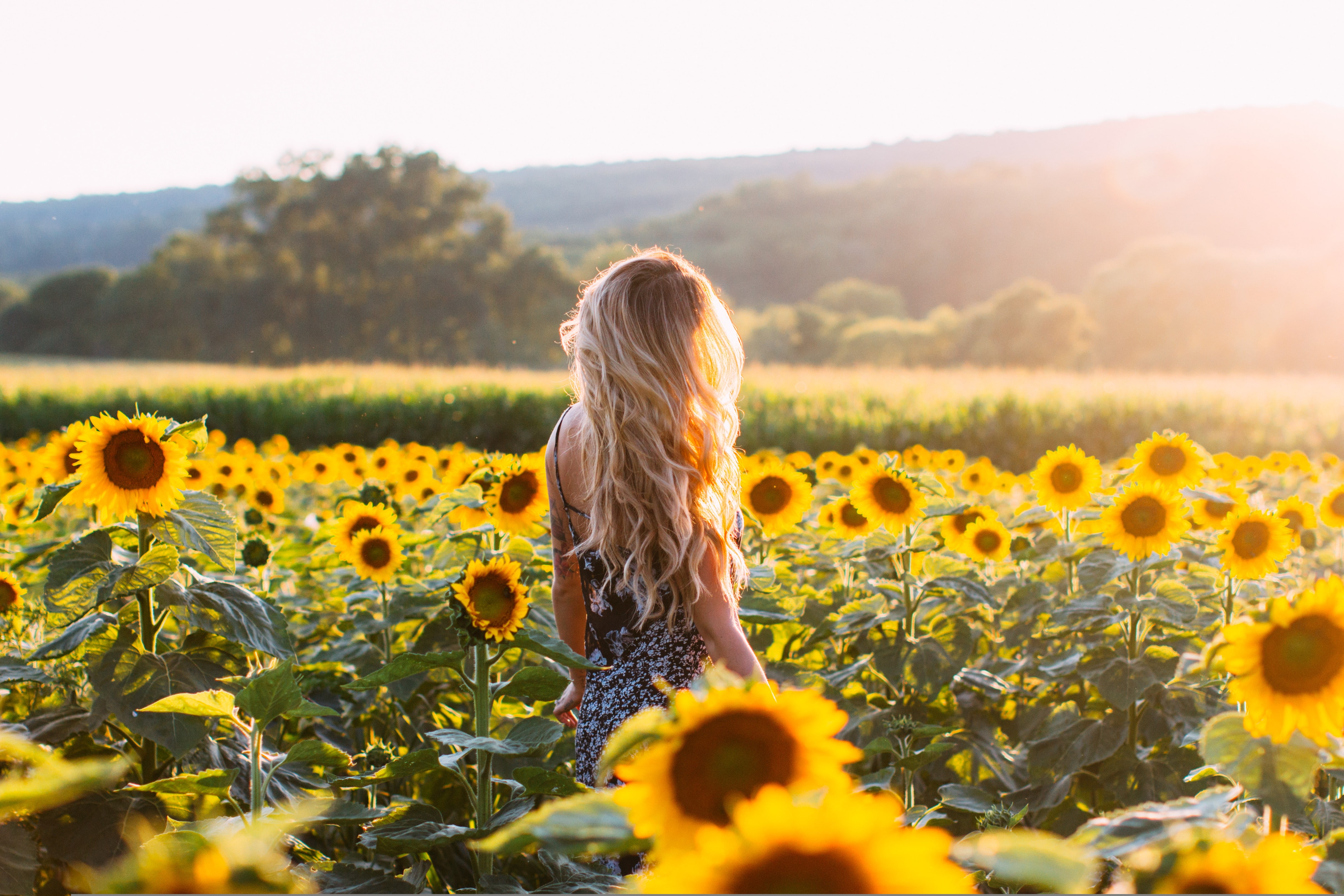 rear view, model, sunlight, dress, wavy hair, long hair, 4K, sunflowers, women, blonde, field, HD Wallpaper