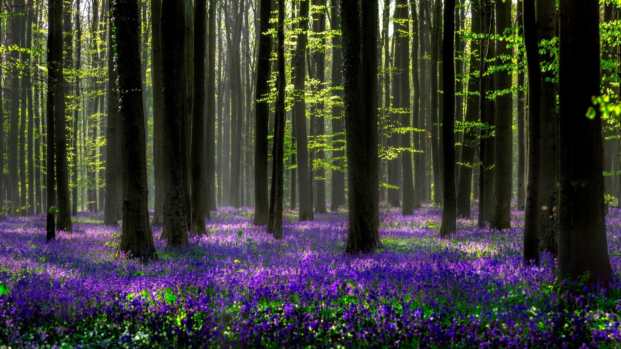Flower, Hyacinth, Forest, Nature, 1080P, Spring, Purple Flower, Flowers, HD Wallpaper