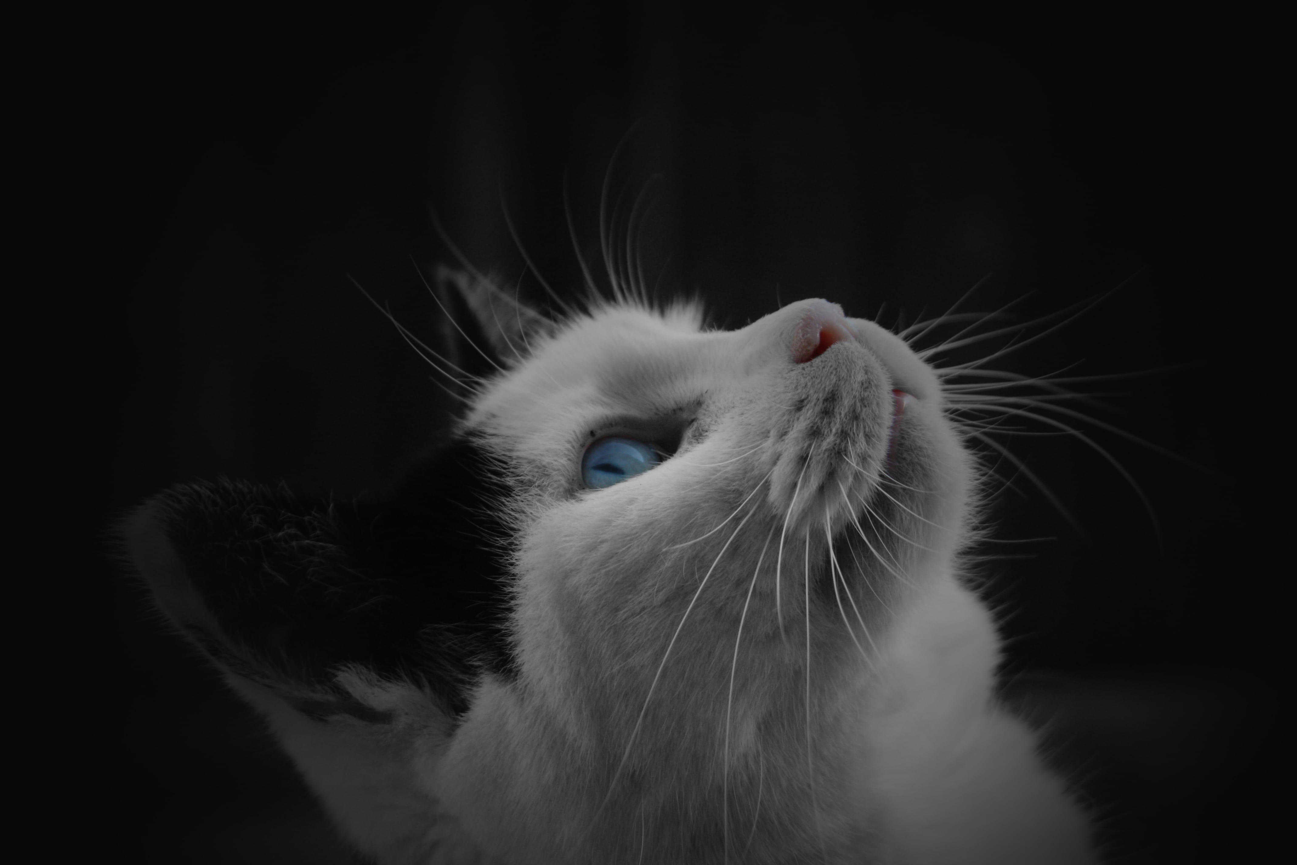 studio shot, eye, black background, Kitten, animal eye, Animal, 4K, animal body part, kitty, one animal, white color, Pet, close, domestic, domestic animals, HD Wallpaper