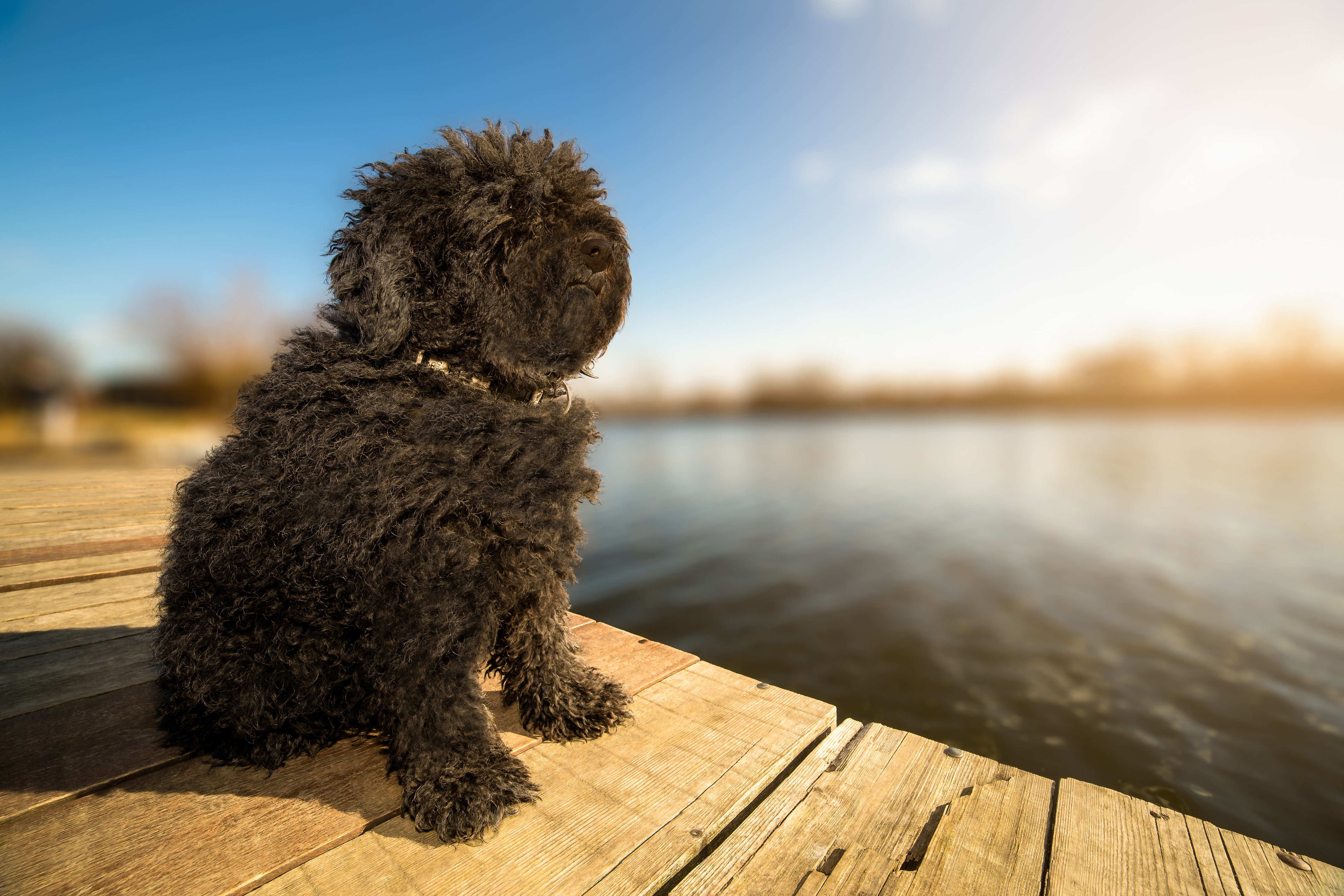 Bullets, dog, sunlight, happy friendly purebred, 5K, bokeh, beautiful background, Puli, there are 6000 years, black color, herding Hungarian, HD Wallpaper