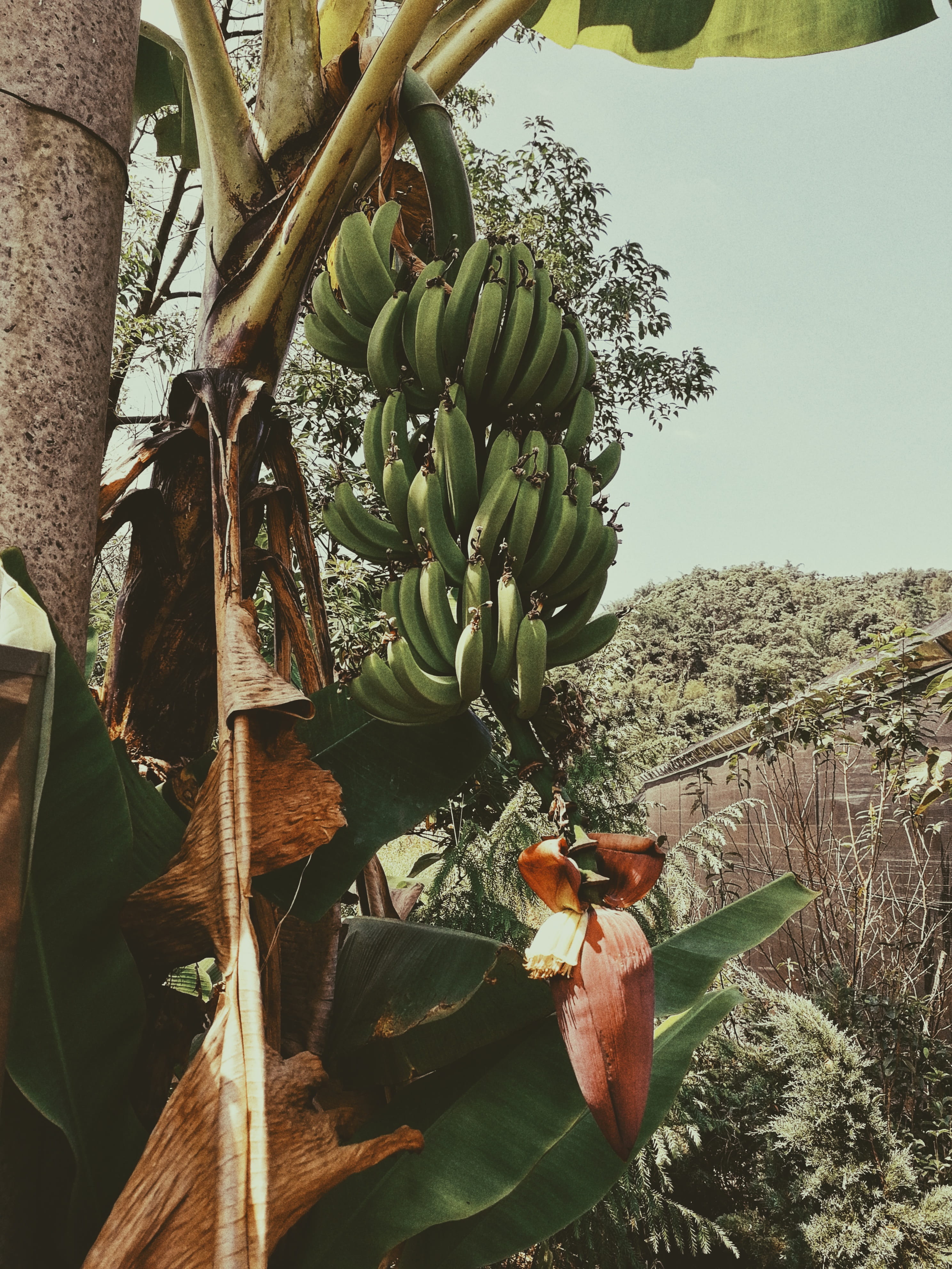 banana tree, banana, fruit, taiwan, green color, growth, wellbeing, puli township, agriculture, landscape, tree, freshness, plant, healthy eating, 4K, Phone HD Wallpaper