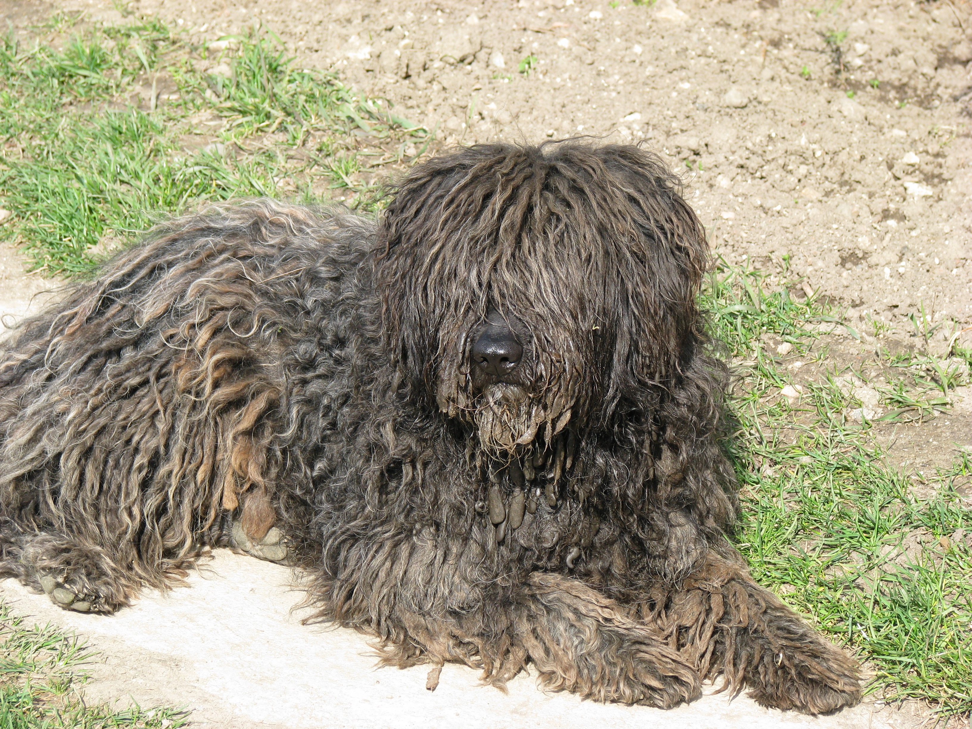 dog, animal wildlife, day, canine, domestic, animal, field, land, vertebrate, animal themes, puli, one animal, no people, domestic animals, herbivorous, HD Wallpaper