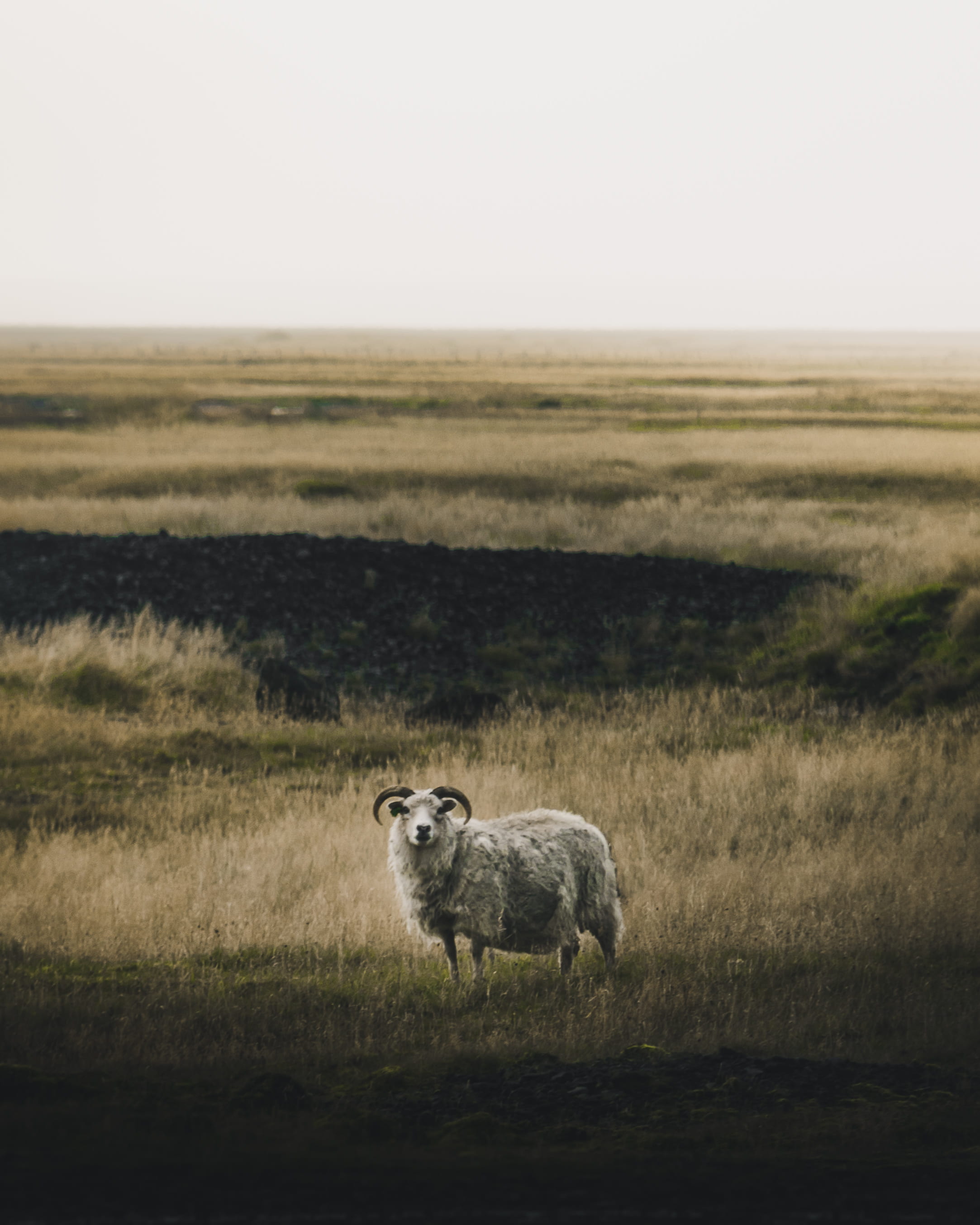 animal, farmlife, plain, one animal, steppe, rural, land, animal wildlife, livestock, sheep, safari, colour, highland, sky, gray, pasture, animals in the wild, Phone HD Wallpaper