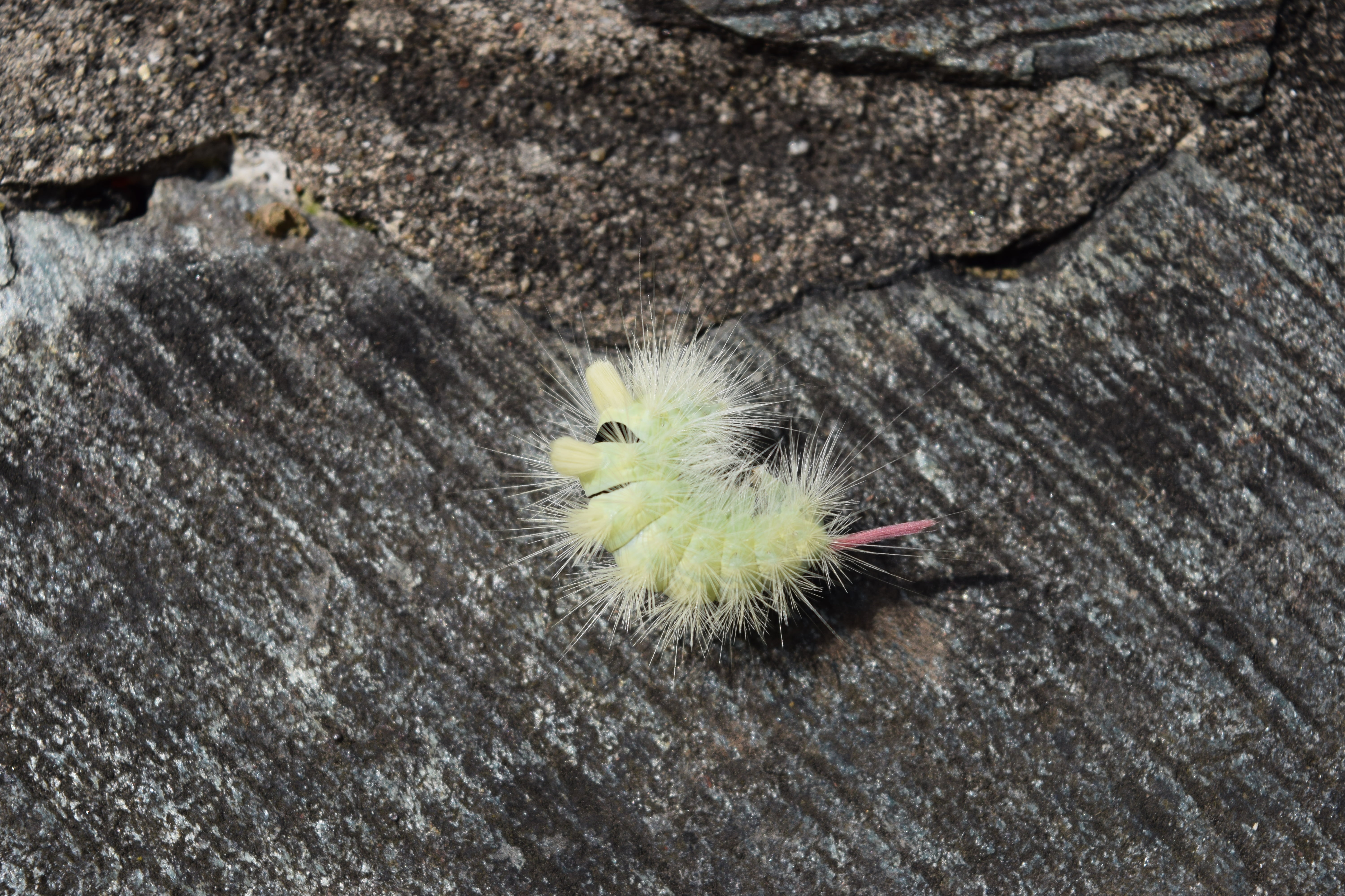 focus on foreground, outdoors, wooly, close-up, rock, nature, rock - object, one animal, animals in the wild, textured, animal wildlife, no people, rough, HD Wallpaper
