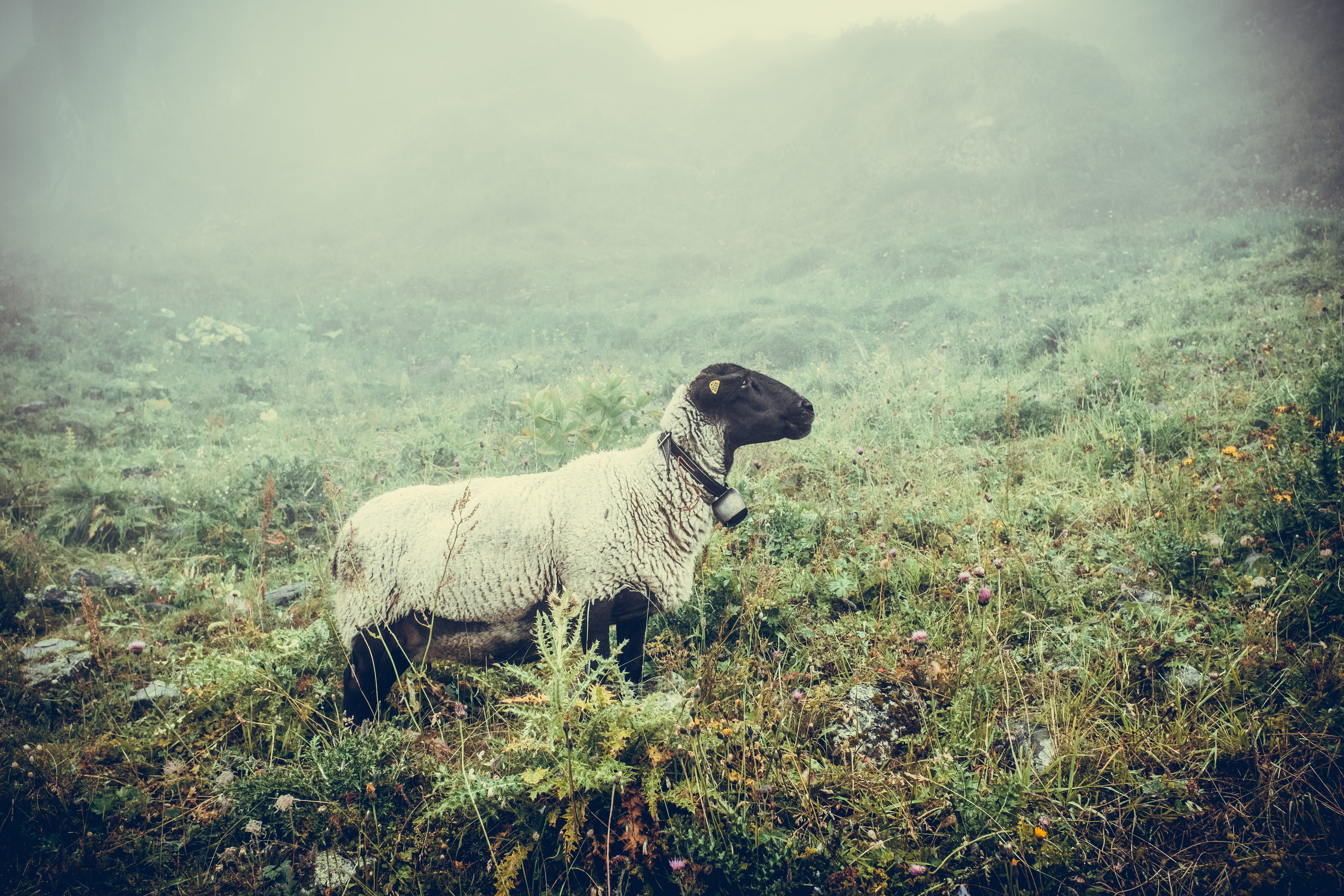 mammal, ovis, blackface, agriculture, no people, single, 5K, sumer, mutton, sheep, tree, bell, nature, landscape, animal themes, valley, countryside, plant, HD Wallpaper