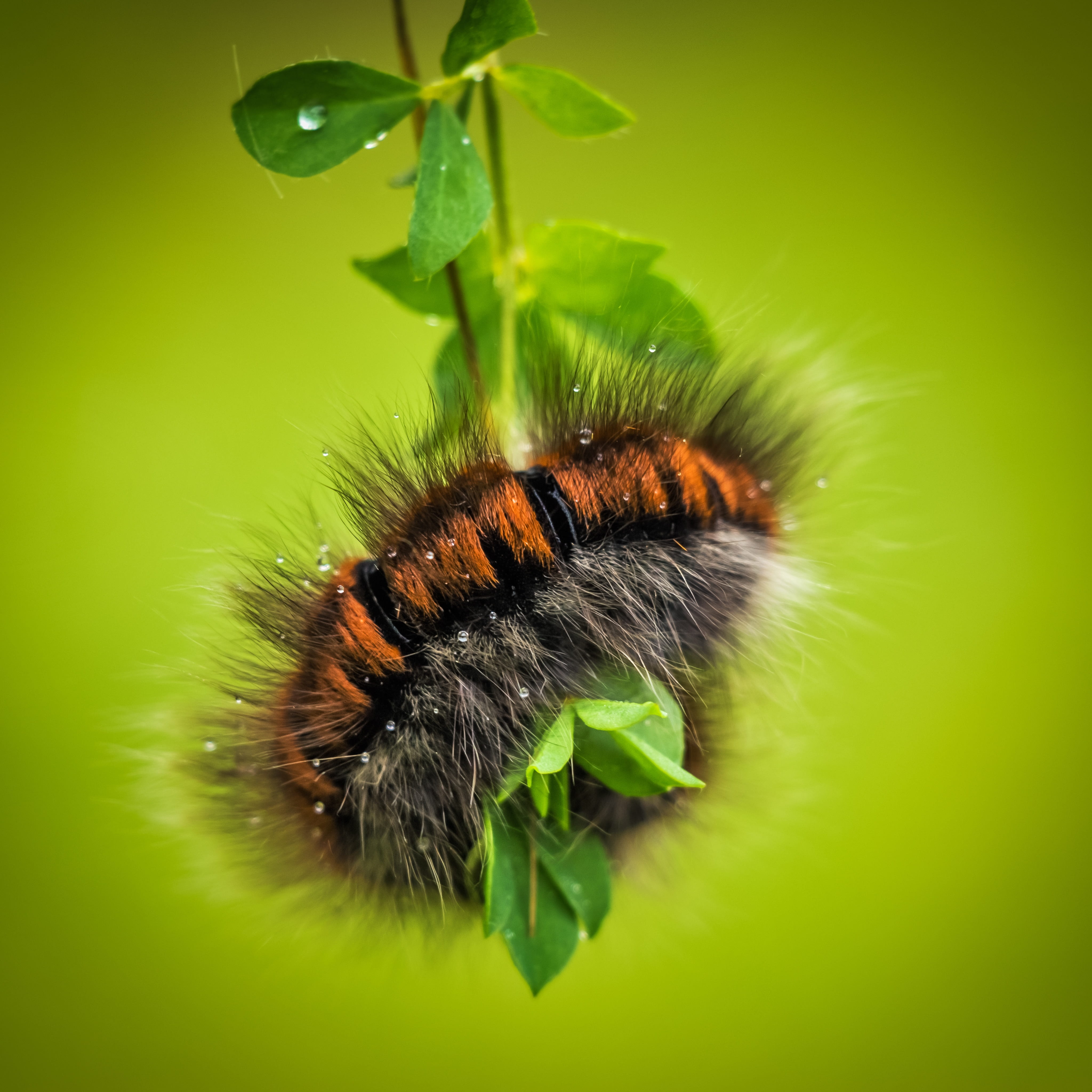 no people, green color, invertebrate, nature, green background, selective focus, brown, larva, insect, leaf, animal wildlife, bear, colored background, Phone HD Wallpaper