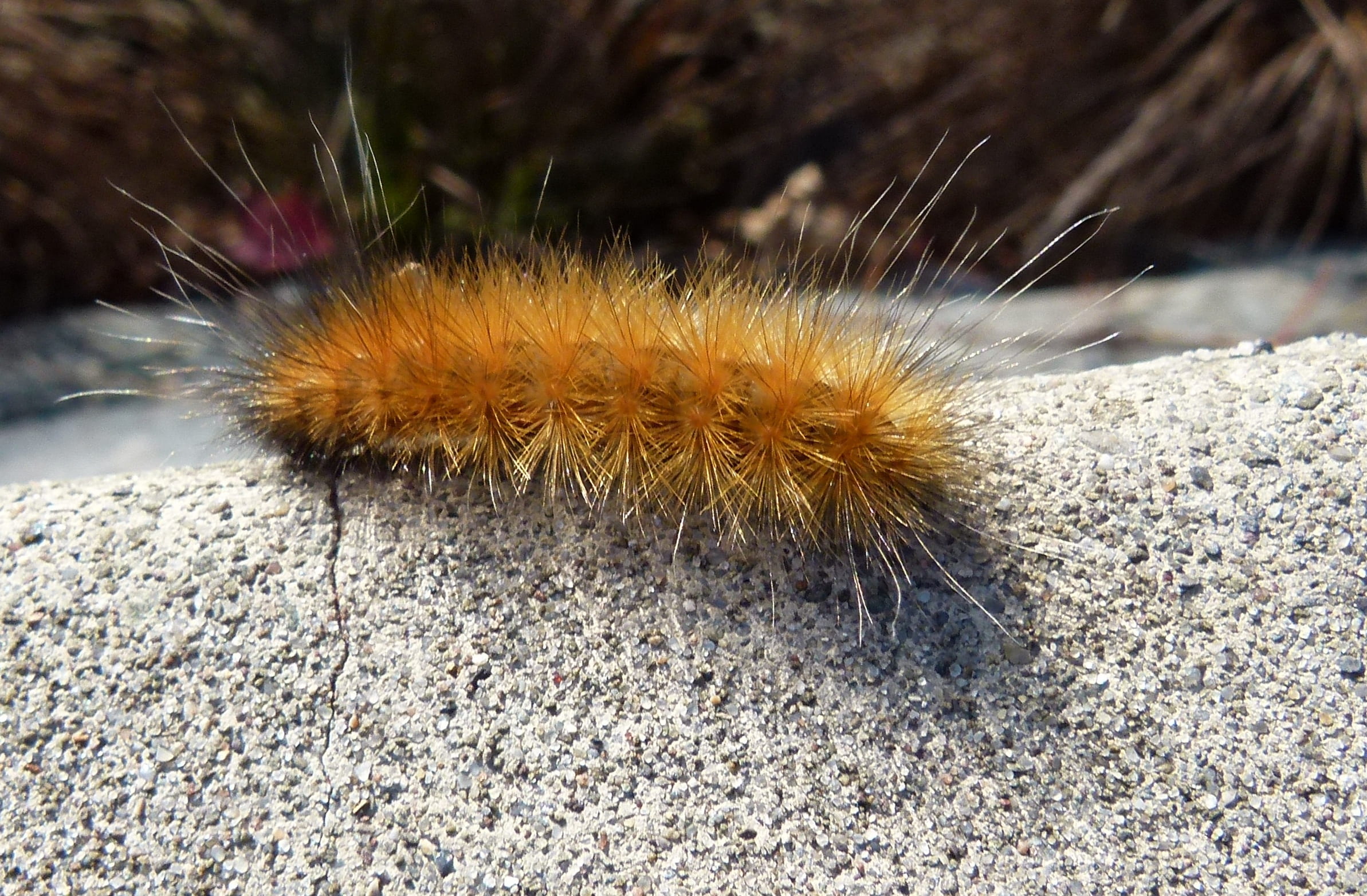one animal, no people, animals in the wild, moth, spiky, close-up, 1080P, poisonous, focus on foreground, rock, invertebrate, spiked, animal hair, bear, HD Wallpaper