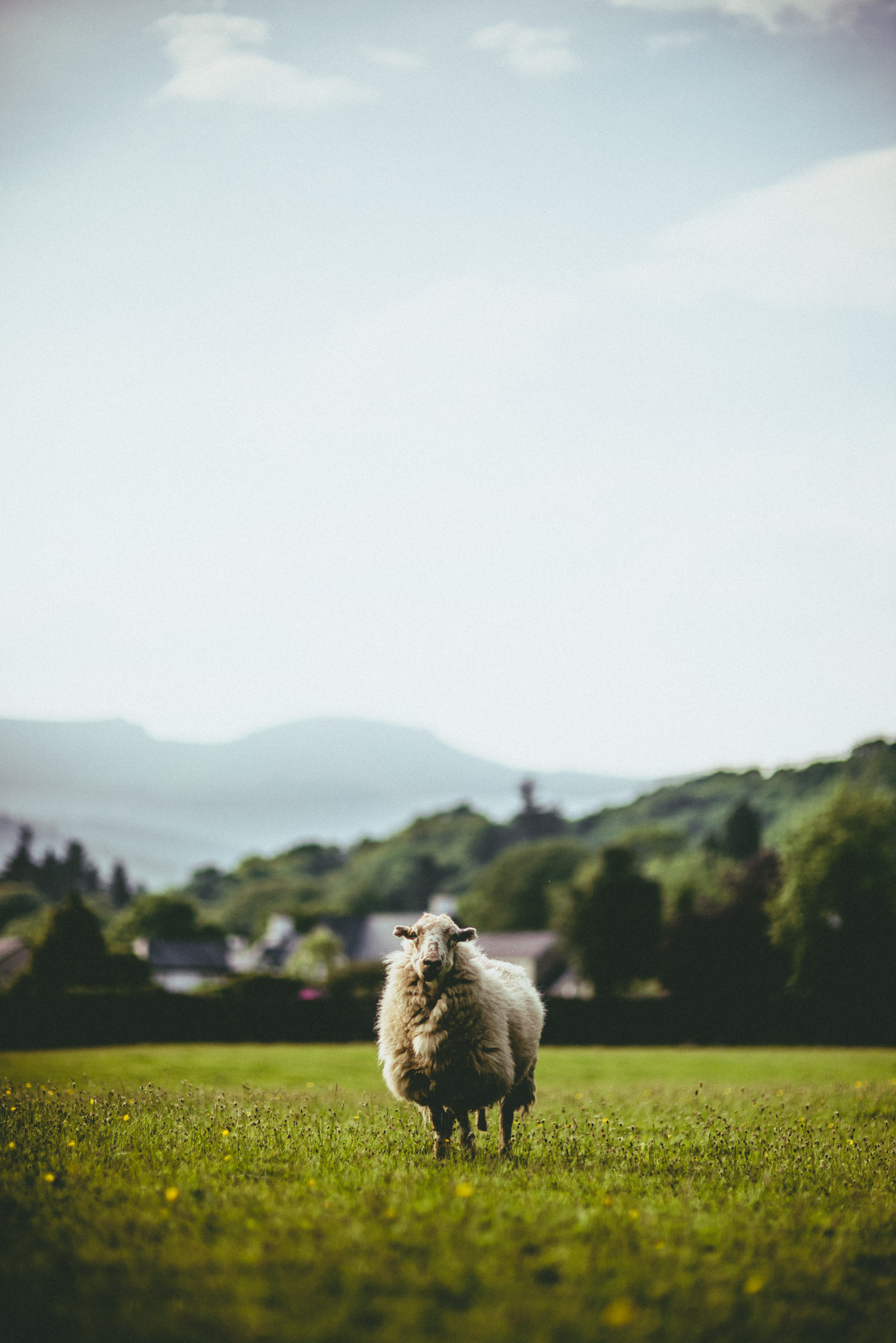 animal, daytime, farm animal, mammal, wool, grass, one animal, environment, wooly, mountain, green, pasture, nature, wild, domestic animals, animal themes, Phone HD Wallpaper