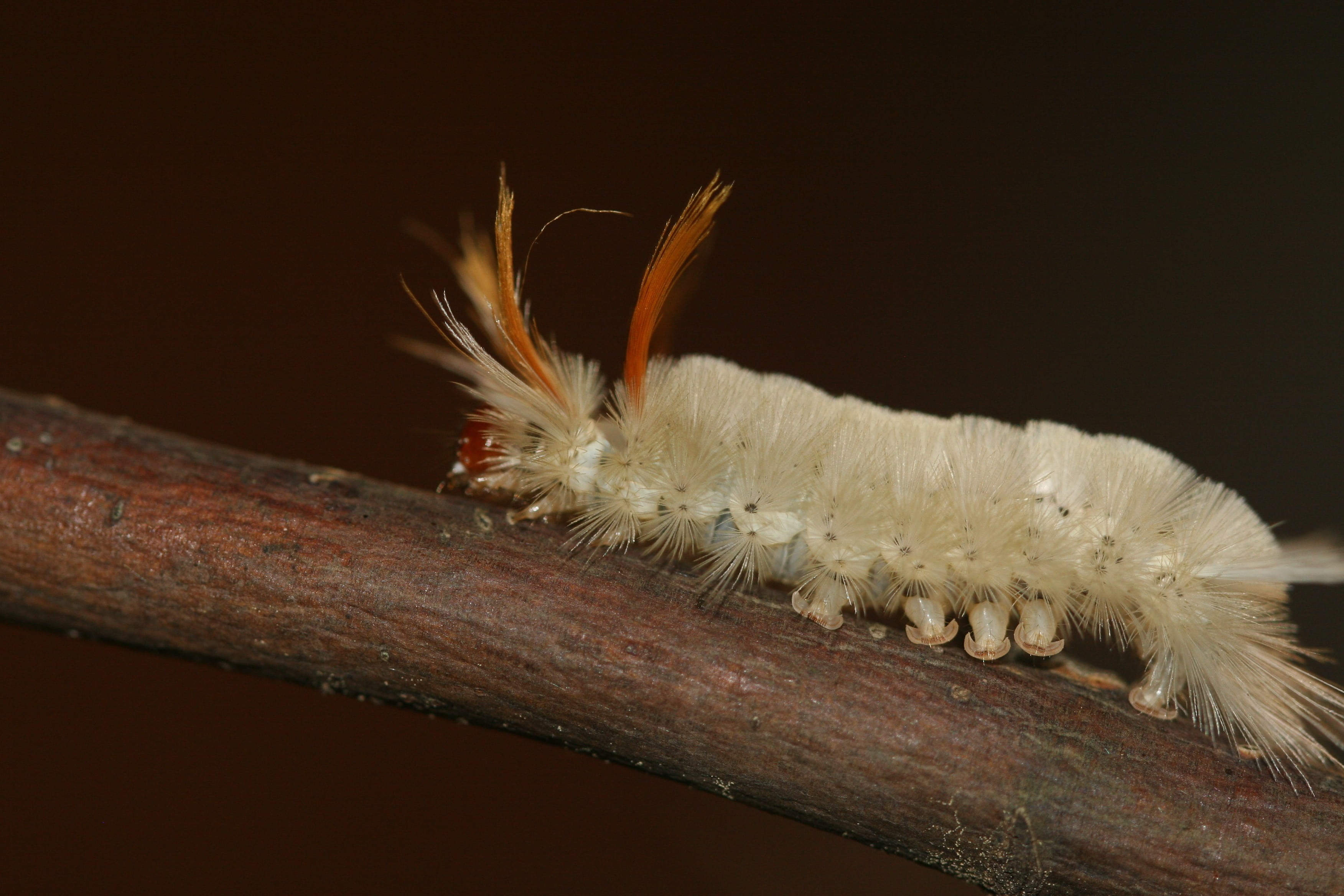 feather, black background, single object, softness, fragility, animal hair, no people, hair, caterpillar, fuzzy, wooly, orange, white, still life, nature, HD Wallpaper