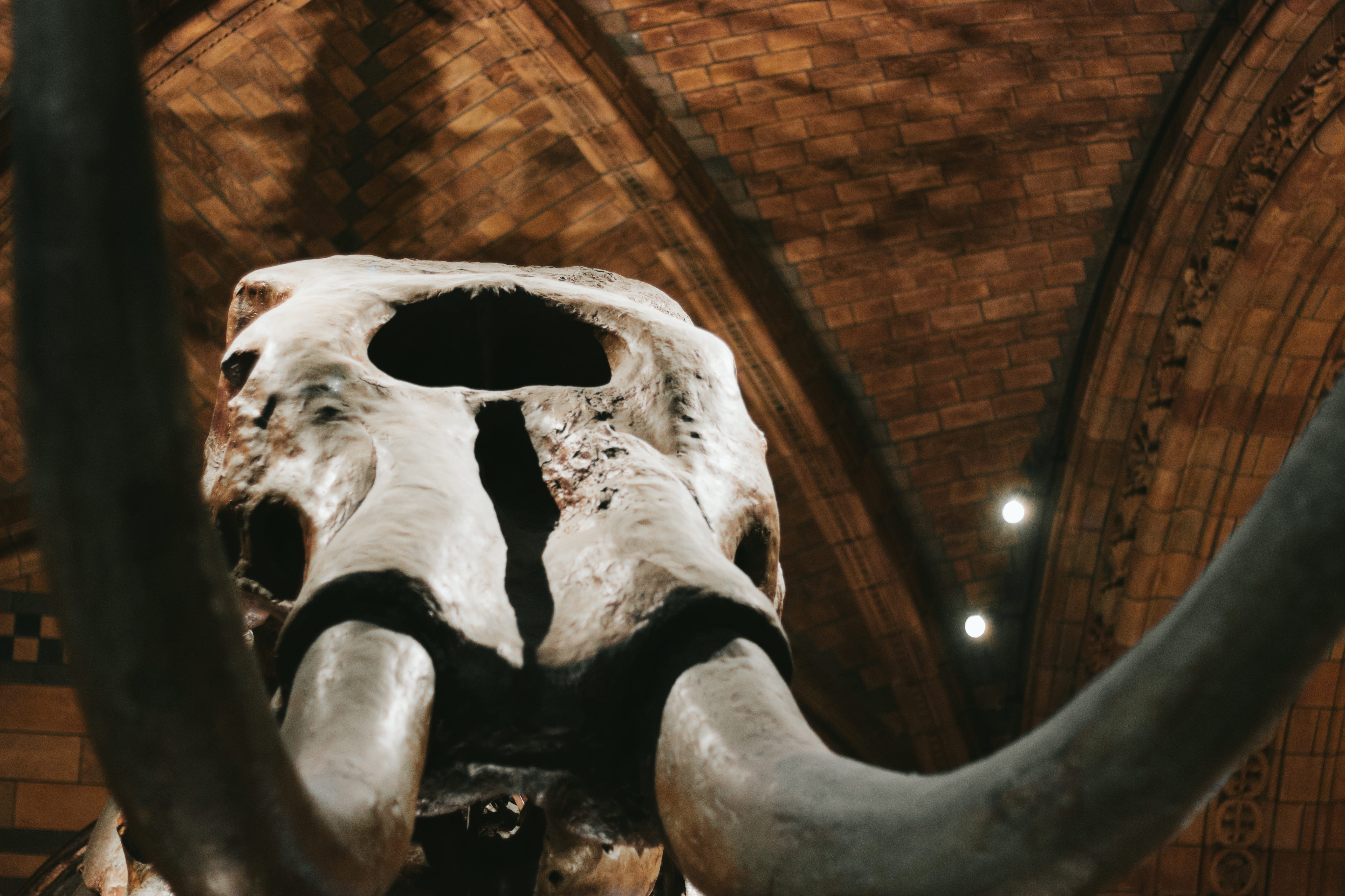 animal skull, the past, 5K, architecture, animal, indoors, wooly, animal wildlife, architectural column, human body part, low angle view, mammoth, animal themes, HD Wallpaper