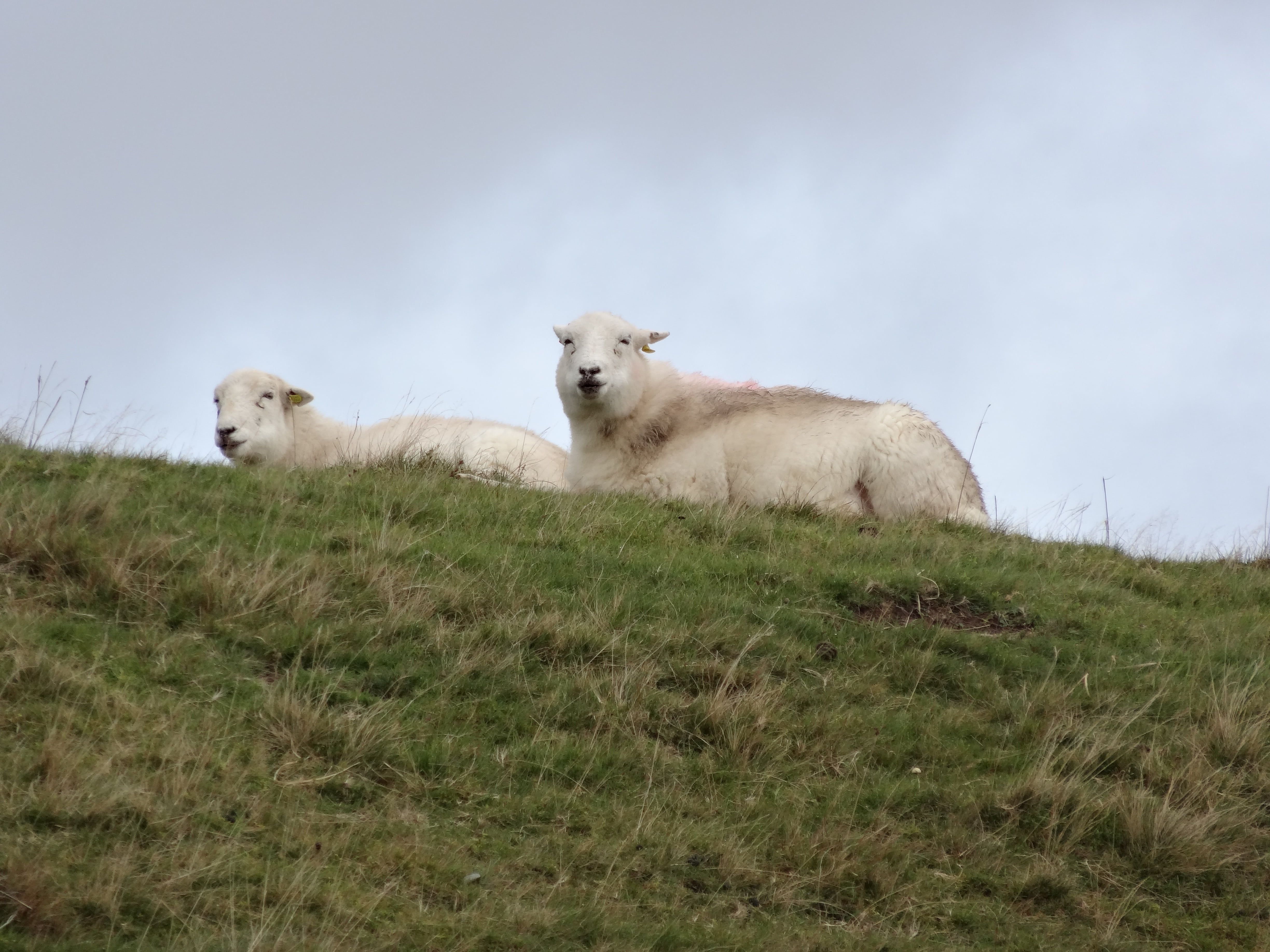 farming, plant, wool, rural, domestic, mountain, day, outdoors, animal wildlife, 4K, hills, two animals, wales, gwynedd, no people, grazing, mammal, vertebrate, HD Wallpaper