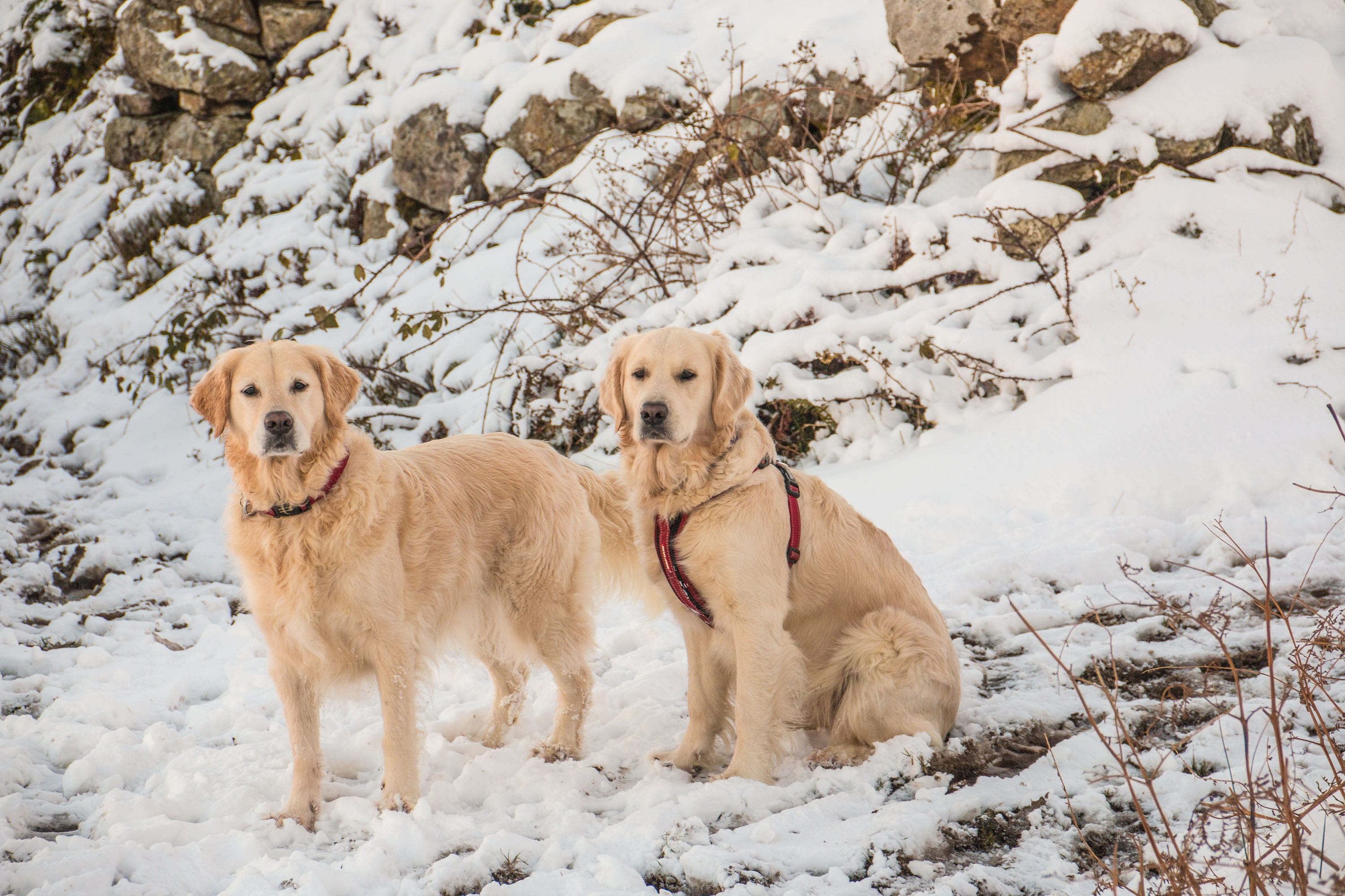 no people, vertebrate, cute, season, snowcapped mountain, animal themes, canine, gwynedd, domestic animals, garndolbenmaen, adorable, animal, mammal, 2K, HD Wallpaper