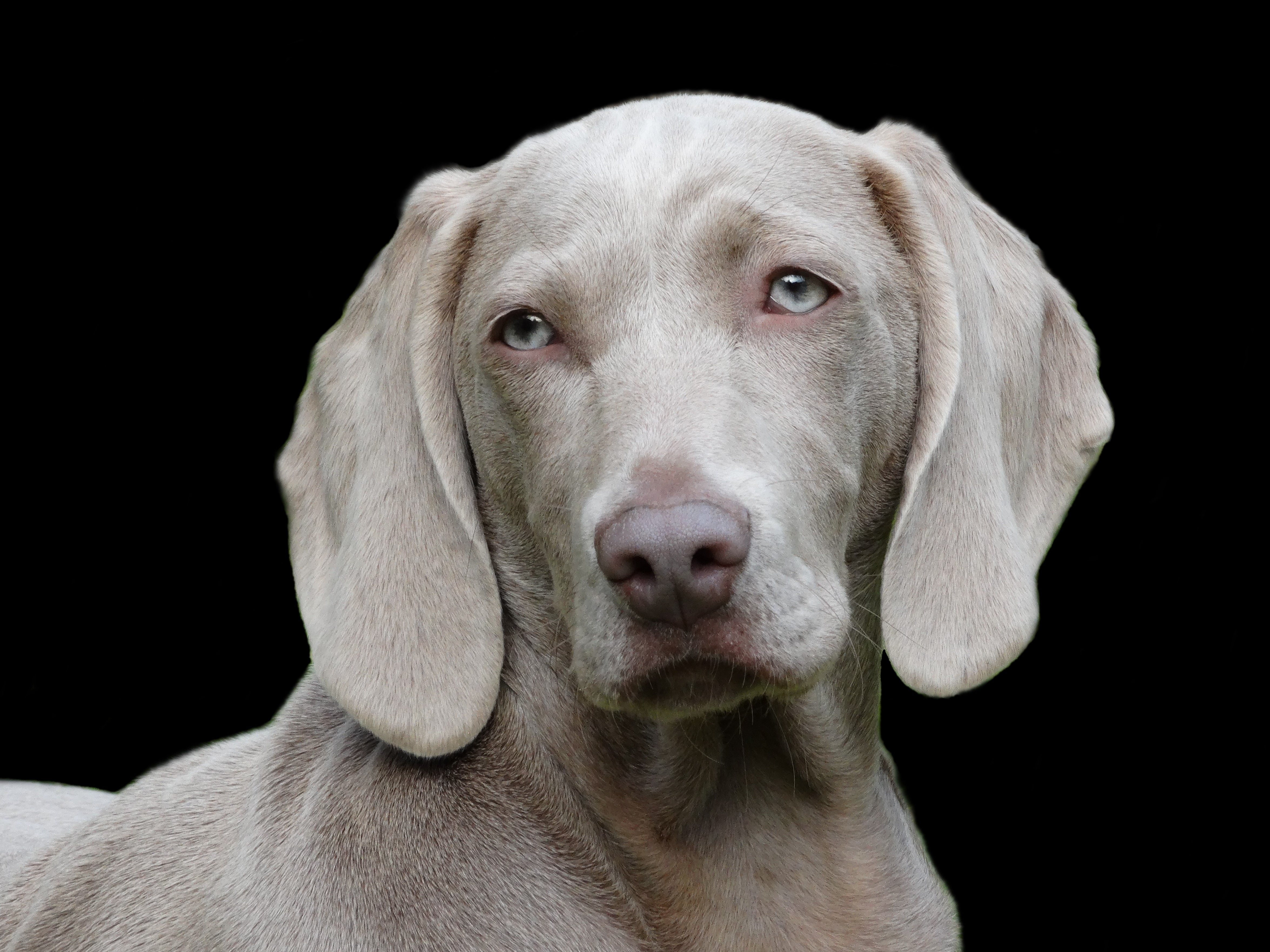 domestic animals, animal head, weimaraner, canine, gray, black background, mouse, labrador retriever, looking at camera, studio shot, dog, muzzle, one animal, HD Wallpaper