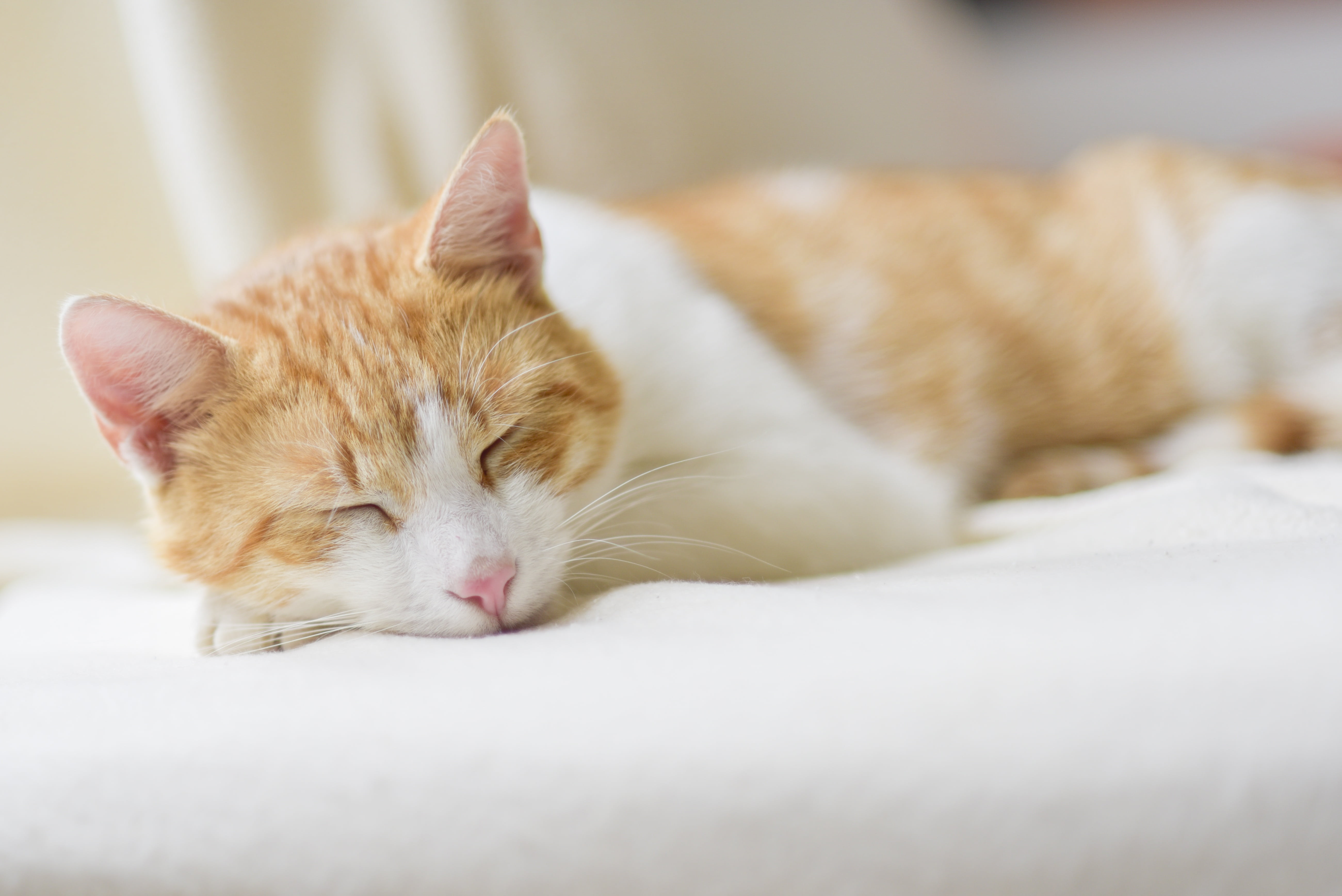 mammal, animal, indoors, animal head, ginger cat, young Animal, furniture, eyes closed, bed, domestic Animals, cute, cushion, cozy, domestic Cat, white, HD Wallpaper