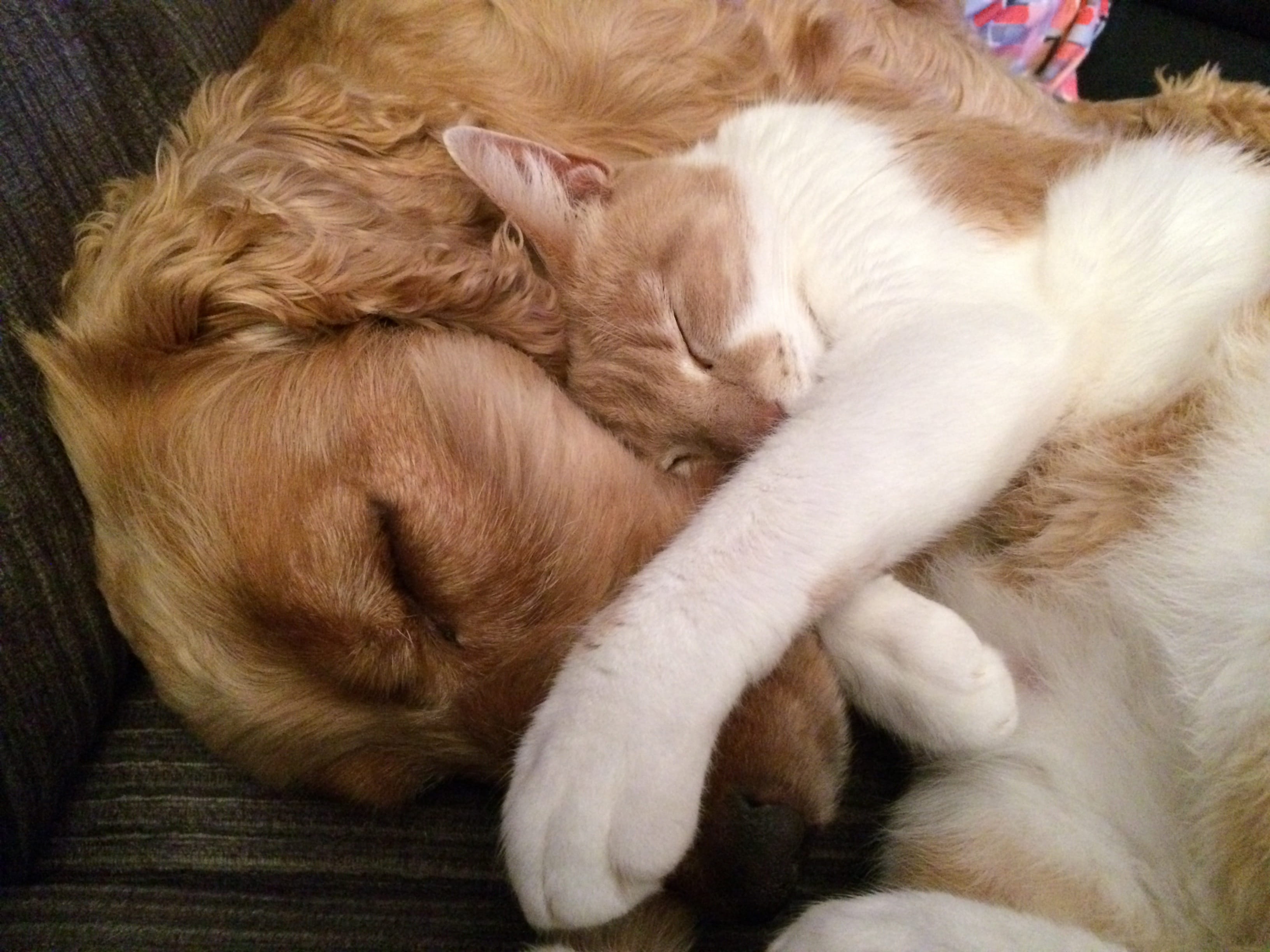 feline, adorable, animal themes, english, canine, two, cocker, no people, orange, adult, Golden Retriever, dog, dark, animal, resting, domestic, indoors, HD Wallpaper