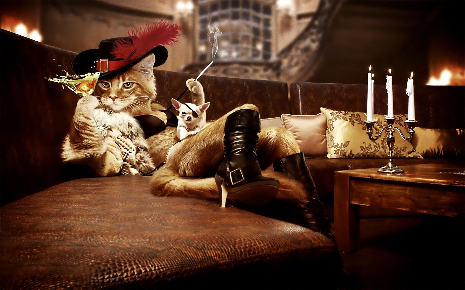 smoking, humor, 3d and abstract, cat, 1080P, musketer, drink, HD Wallpaper