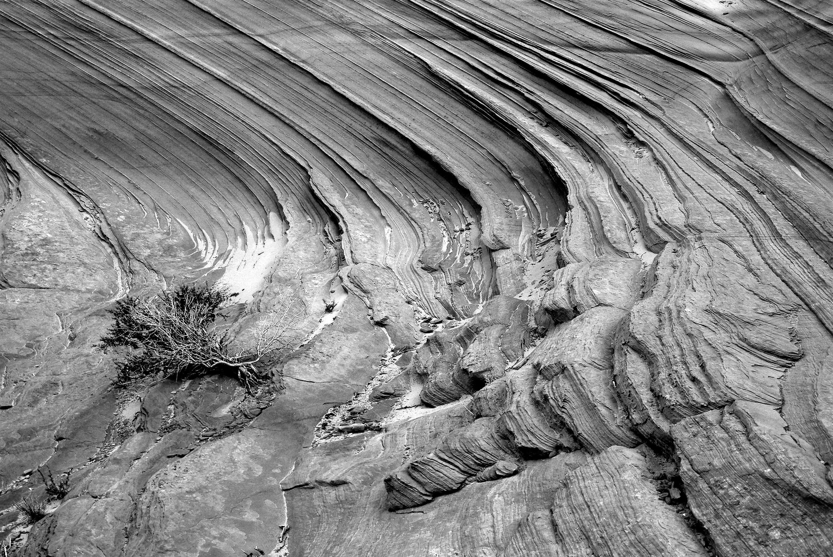 outdoors, tree trunk, black and white, nature, landscape, geology, rock formation, day, trunk, tree, wood - material, textured, bark, arid climate, dry, HD Wallpaper