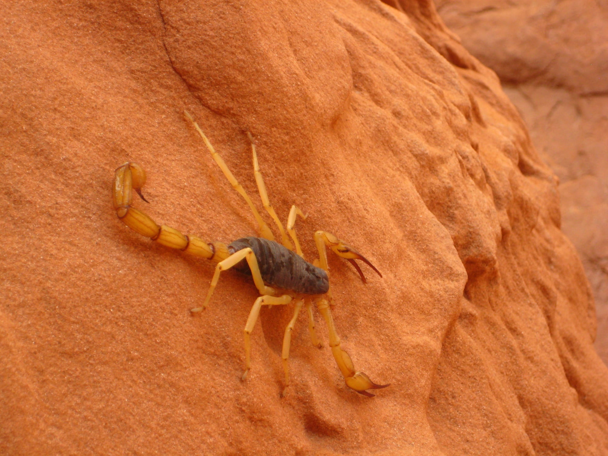 giant hairy scorpion, plant part, close-up, hadrurus arizonensis, gecko, rock, white, nature, vertebrate, animal wildlife, venom, invertebrate, reptile, HD Wallpaper
