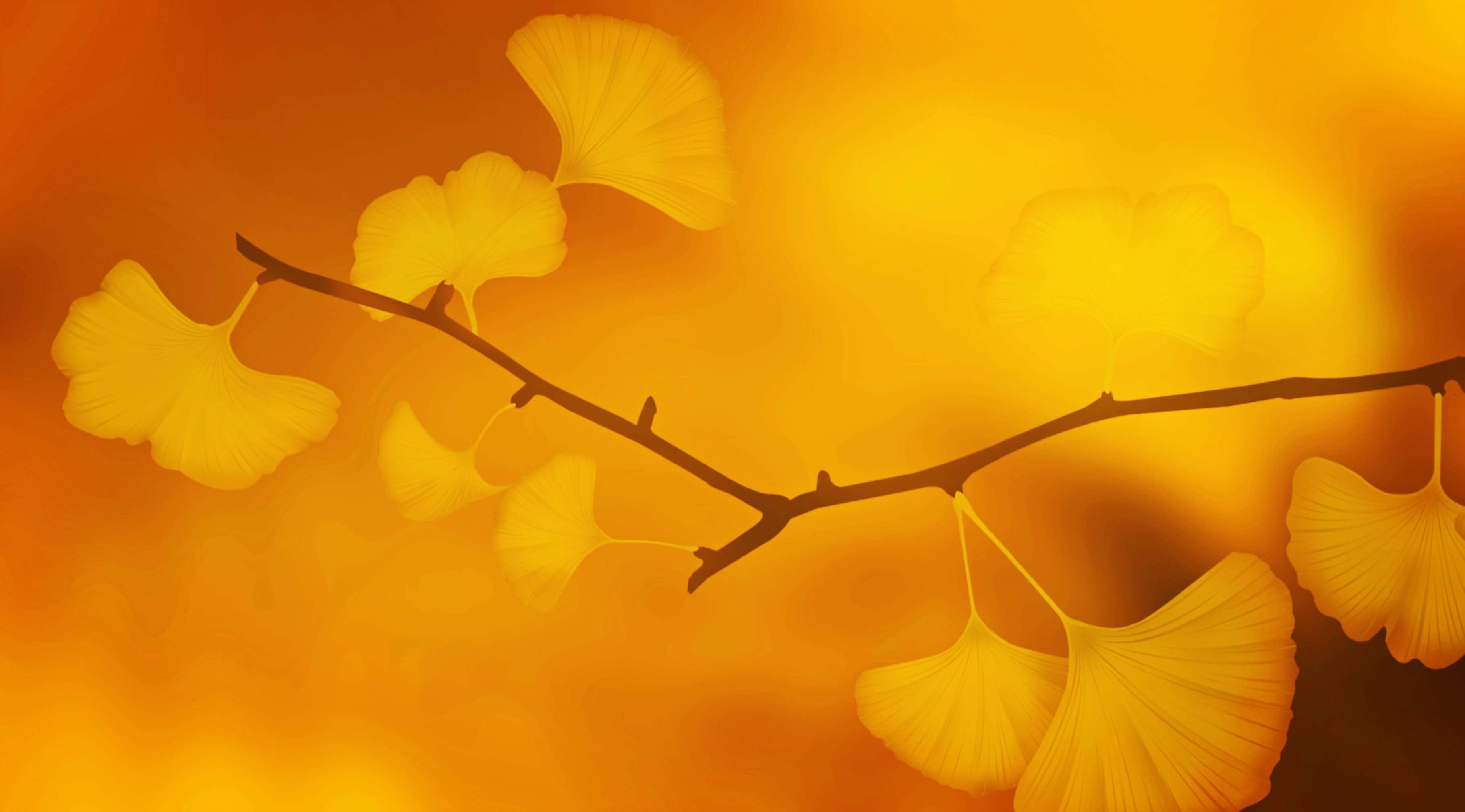 golden october, background, growth, softness, flowering plant, 2K, hell, texture, true leaves, japan, ginkgo leaves, freshness, branch, orange, plant, HD Wallpaper