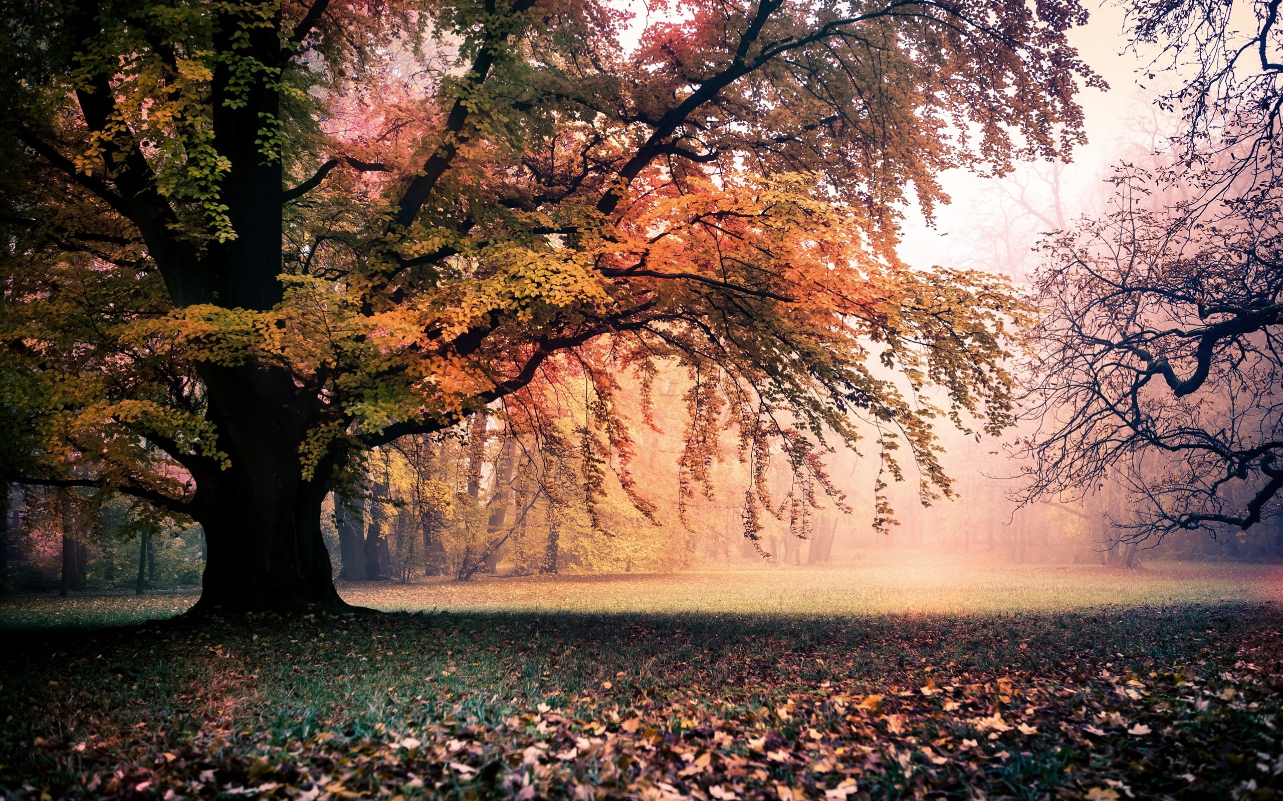 2K, Nature, Trees, Golden, Leaves, Dawn, Autumn, Fog, HD Wallpaper