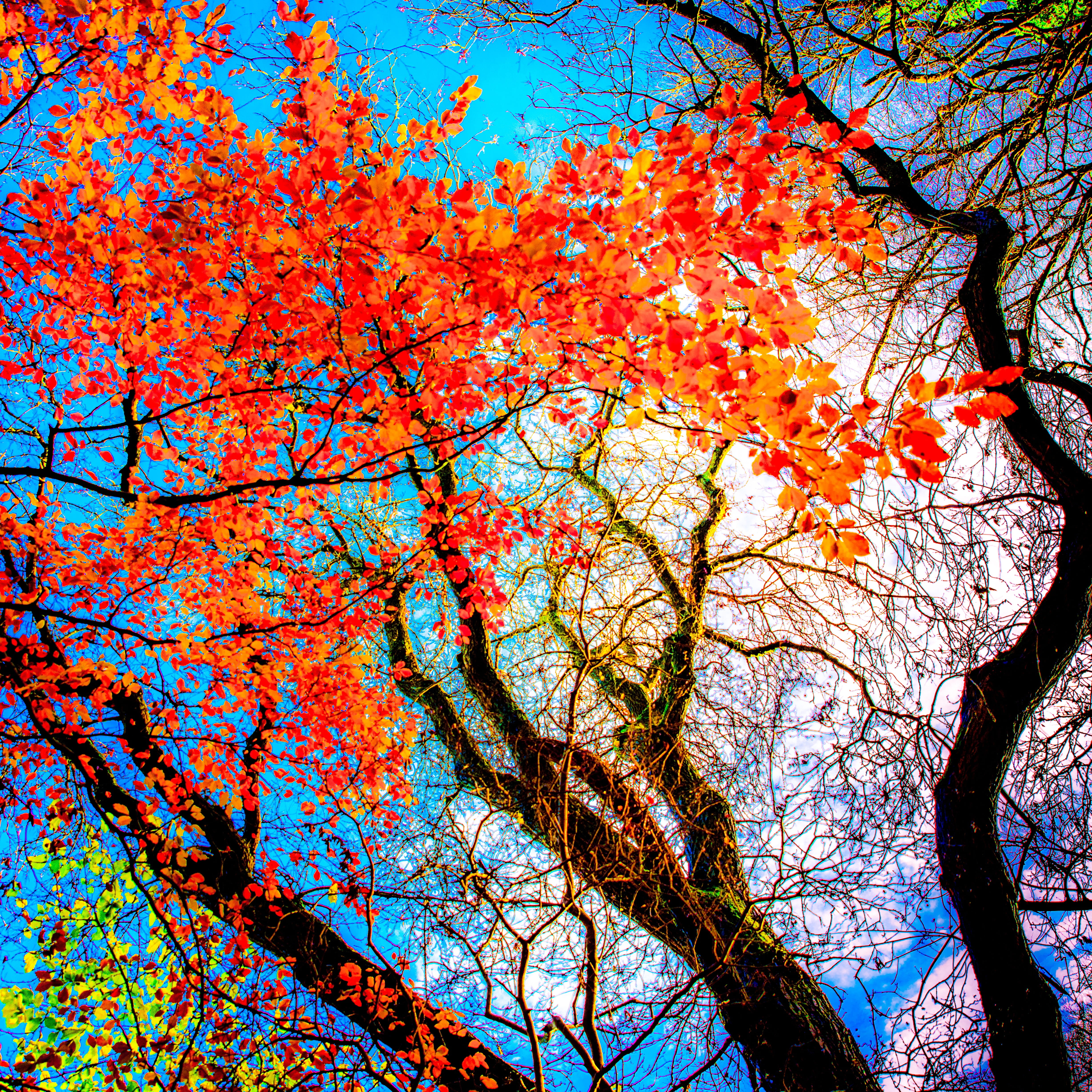 season, forest, scenics - nature, september, day, tree trunk, low angle view, growth, red, tree canopy, leaves, tranquility, full frame, colourful, colour, Phone HD Wallpaper