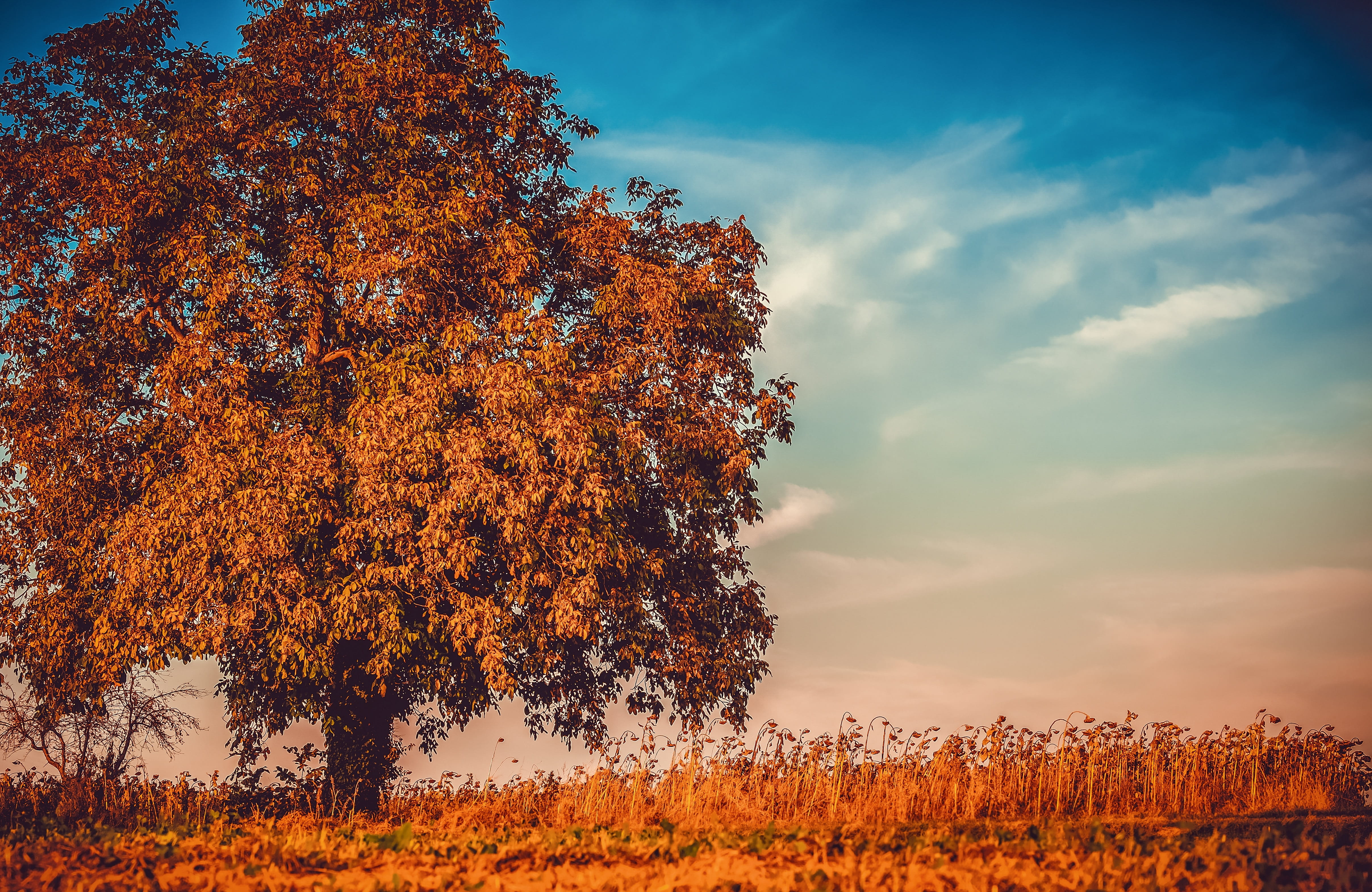 tree, sky, orange color, non-urban scene, autumn, leaves, no people, scenics - nature, branches, outdoors, emerge, lighting, field, tranquility, cloud - sky, HD Wallpaper