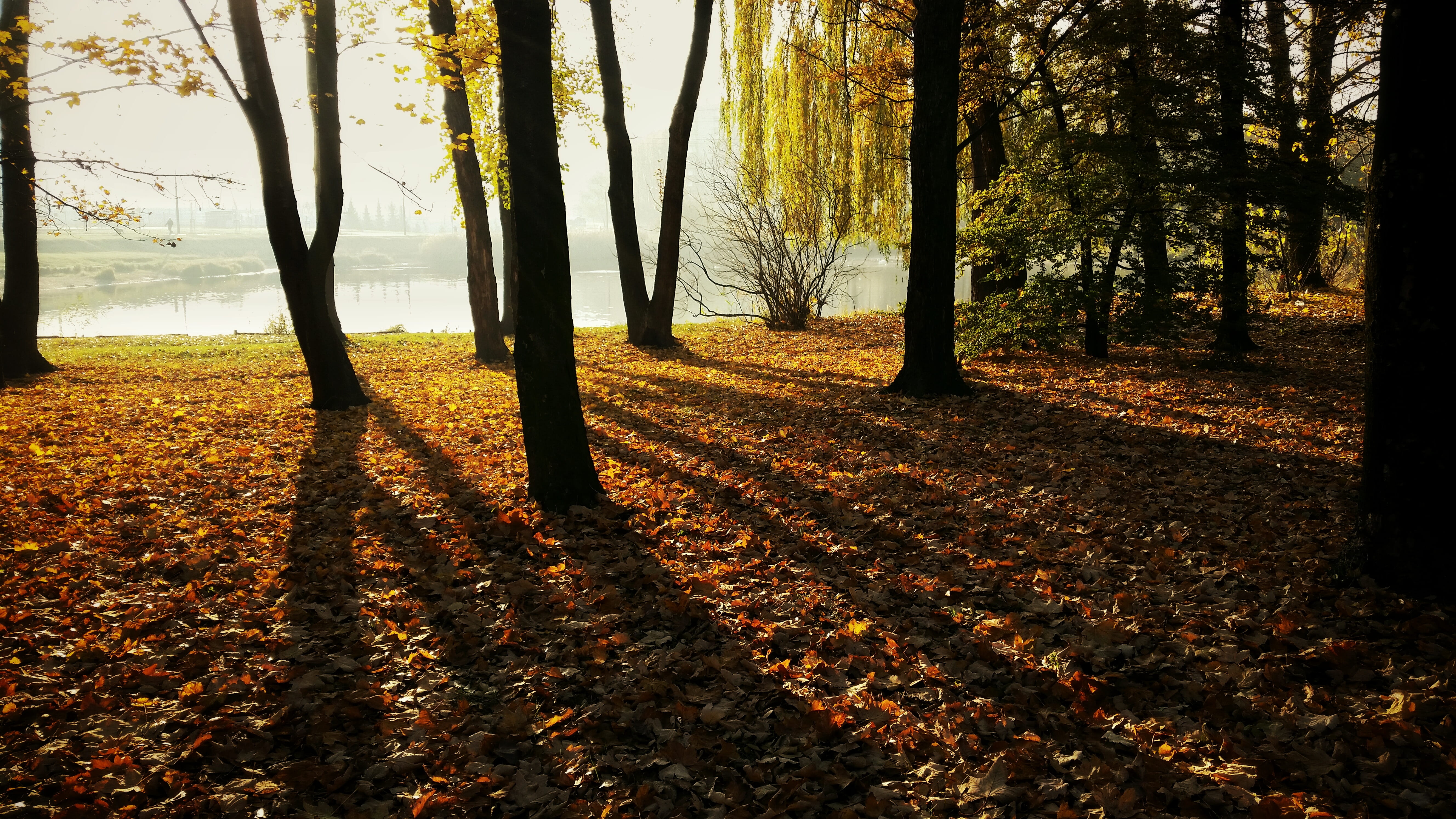 hazy, woodland, season, 5K, tranquility, plant part, plant, gold, landscape, woods, land, no people, outdoors, change, non-urban scene, trees, beauty in nature, HD Wallpaper