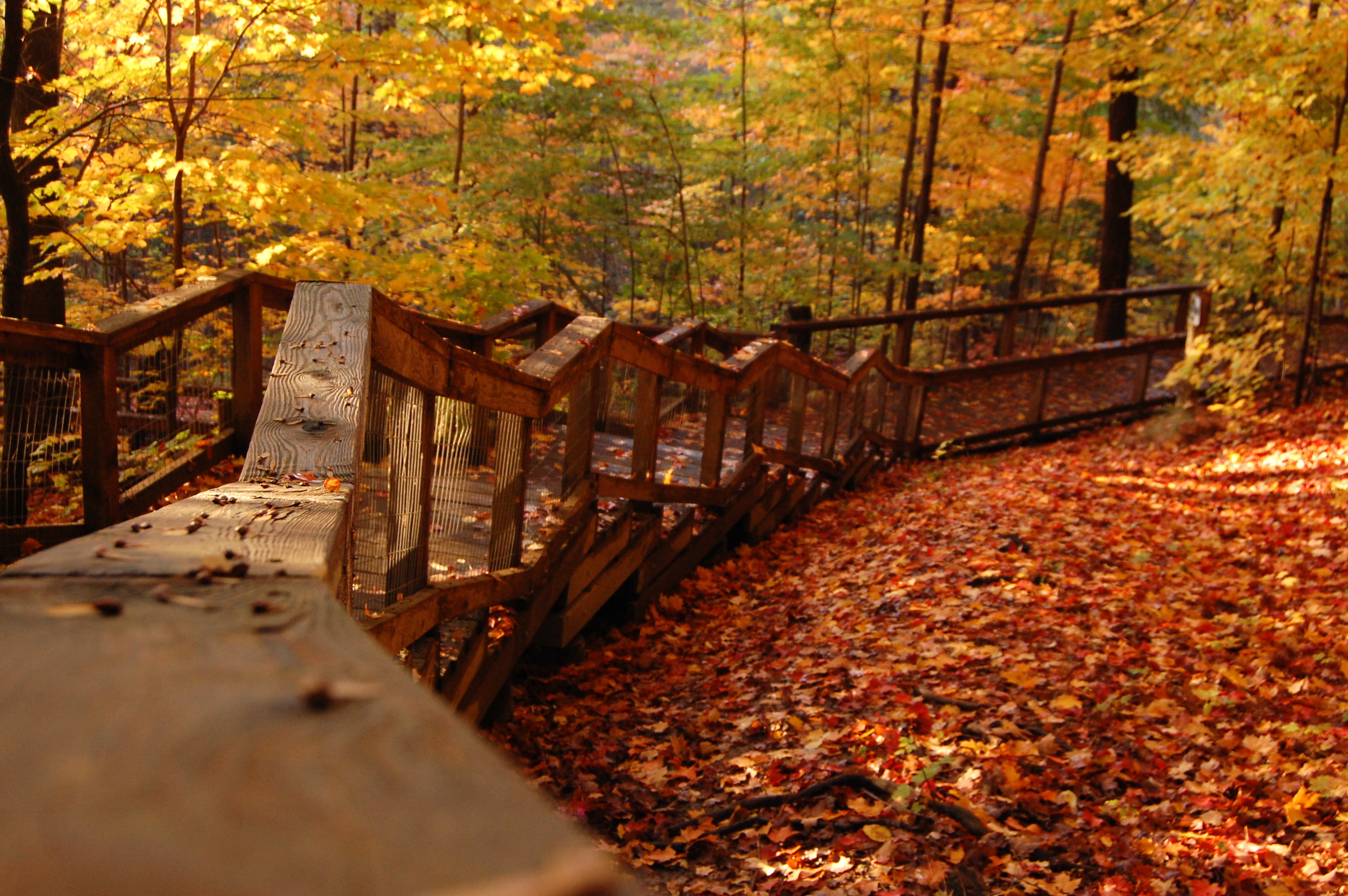 wooden staircase, autumn, orange  wood, bridge, orange Color, season, 2K, landscape, trees, woodland, in the Woods, photography, nature, gold Colored, HD Wallpaper