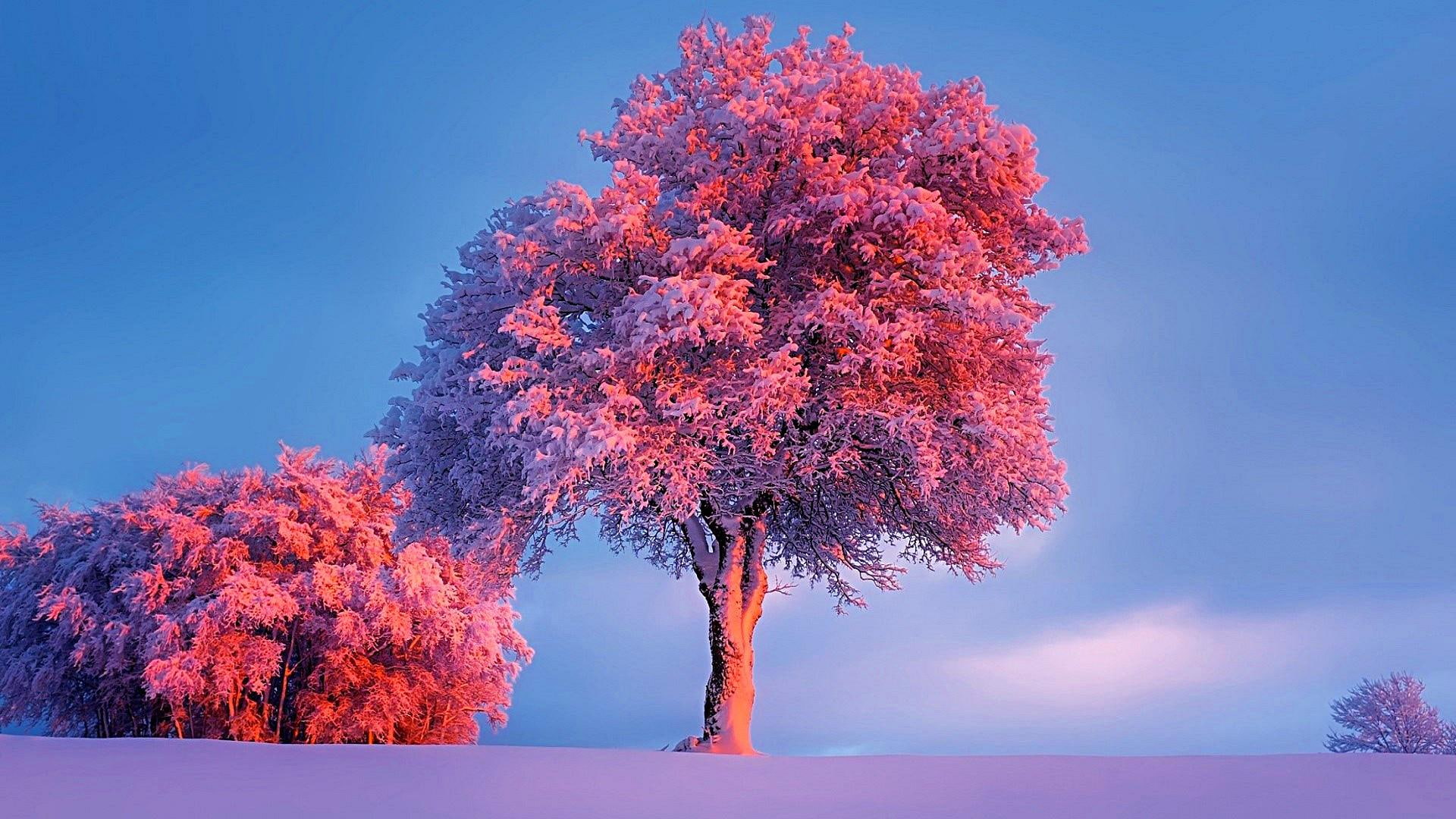 snowy, bush, winter, trees, pink sunset, frost, frosted, 1080P, cold, HD Wallpaper