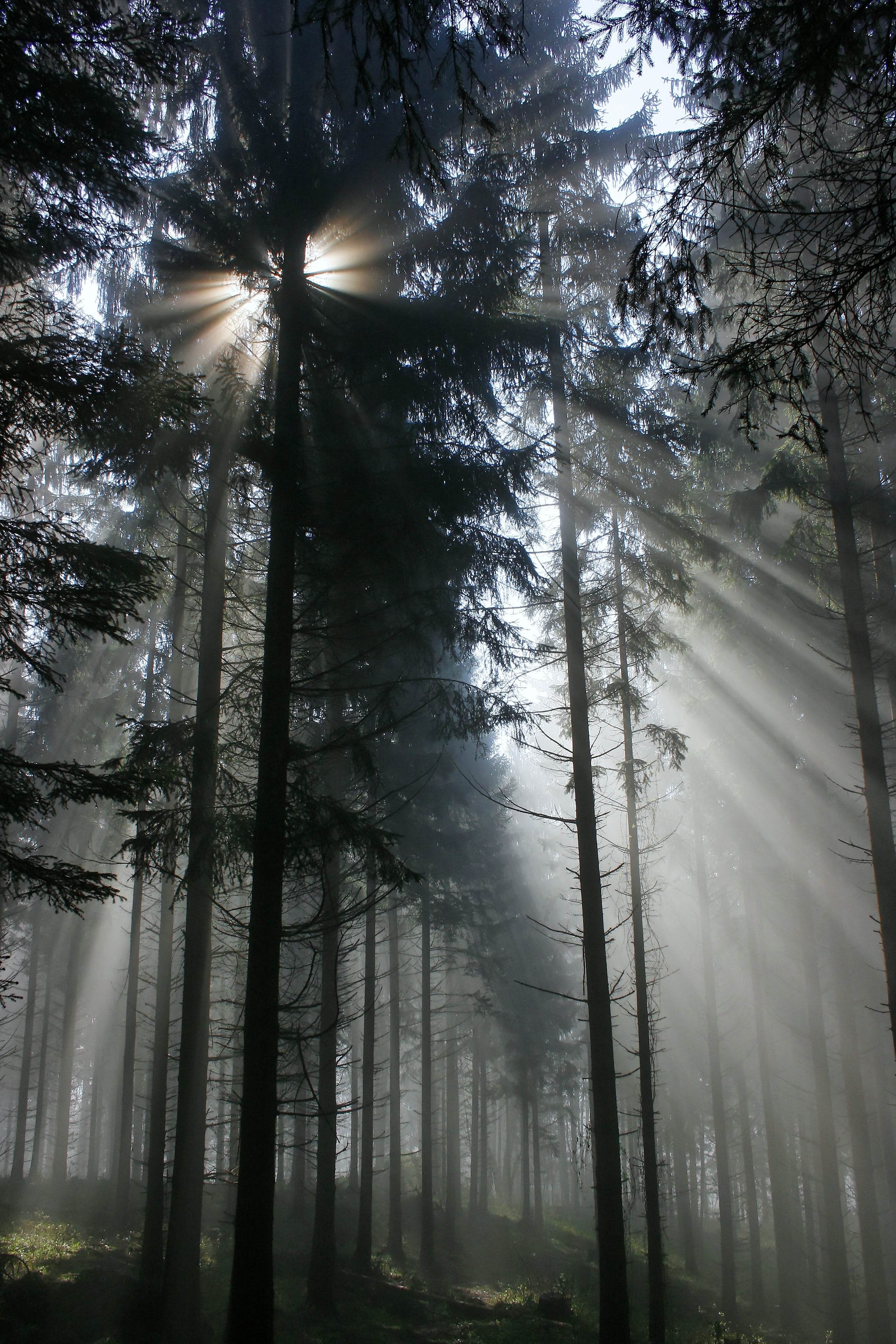 tranquil scene, seeping, trunk, rays, tree, 4K, fog, trees, woodland, low angle view, outdoors, forest, morning, tranquility, day, gegenlichtaufnahme, Phone HD Wallpaper