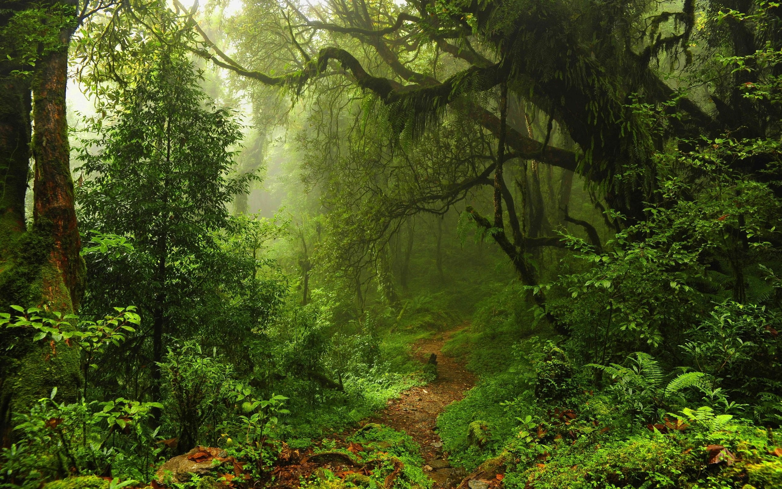 trees, 2K, green, sunlight, path, forest, moss, nature, landscape, HD Wallpaper