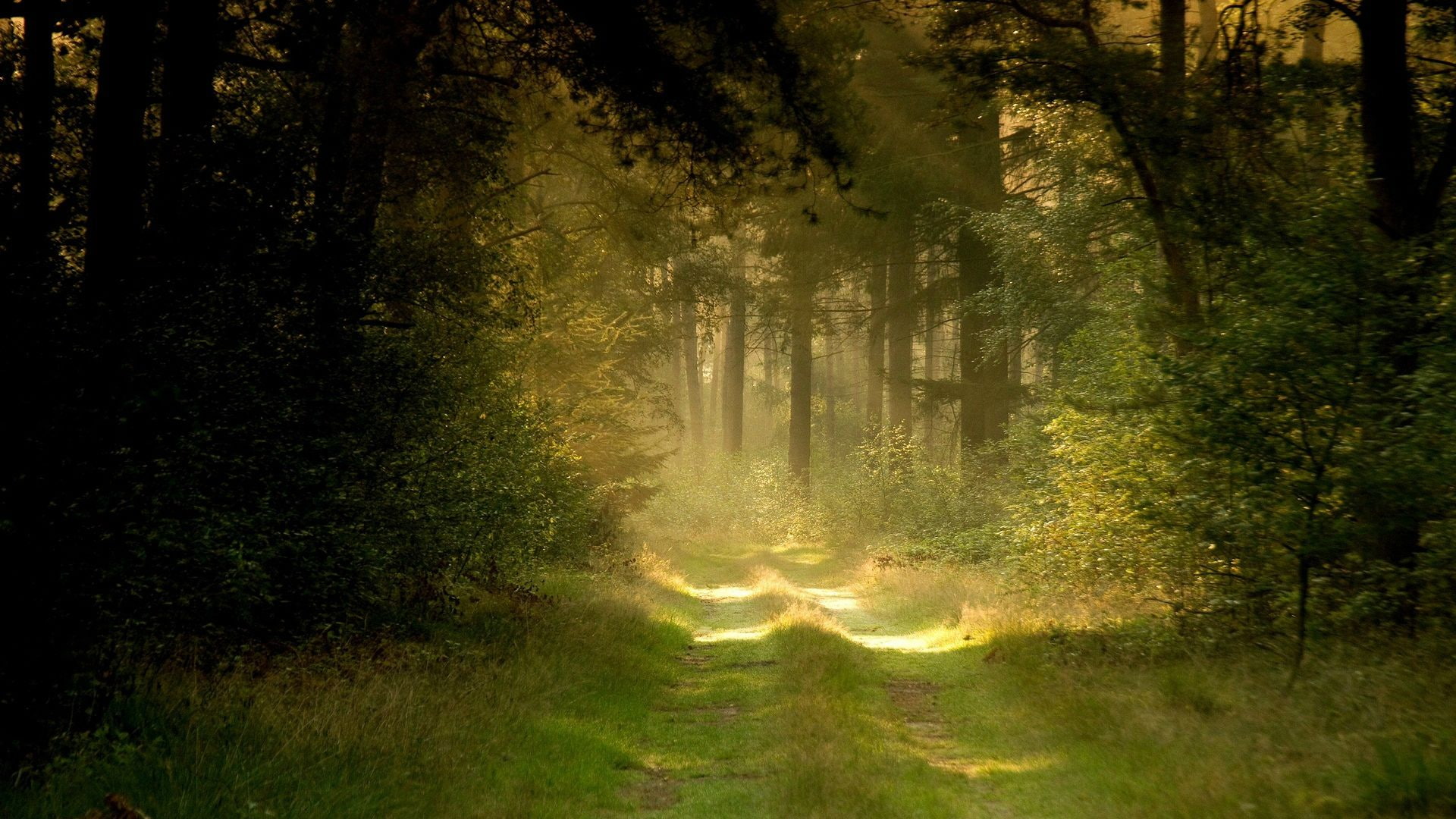 path, forest, 1080P, green, trees, nature, hd, trail, sunlight, HD Wallpaper