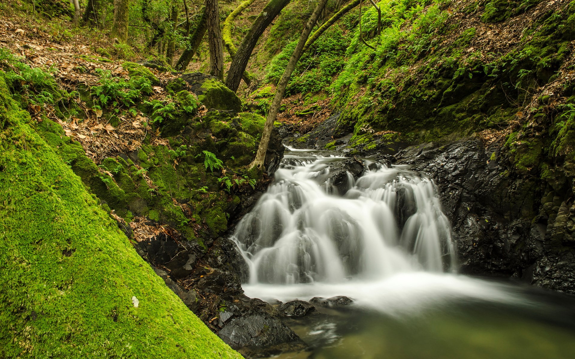 tree, 1080P, beauty in nature, rock - object, rainforest, power in nature, land, long exposure, scenics - nature, environment, waterfall, nature, water, HD Wallpaper