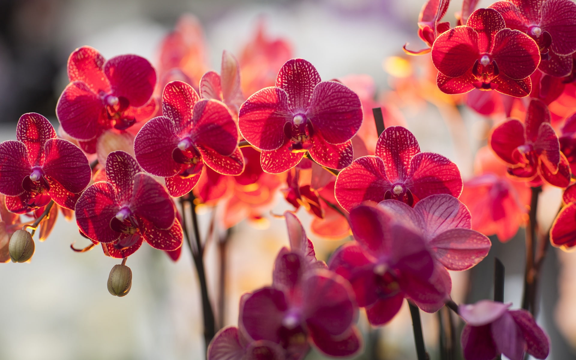 Phalaenopsis, Color, Orchid, Flowers, 1080P, Red, HD Wallpaper