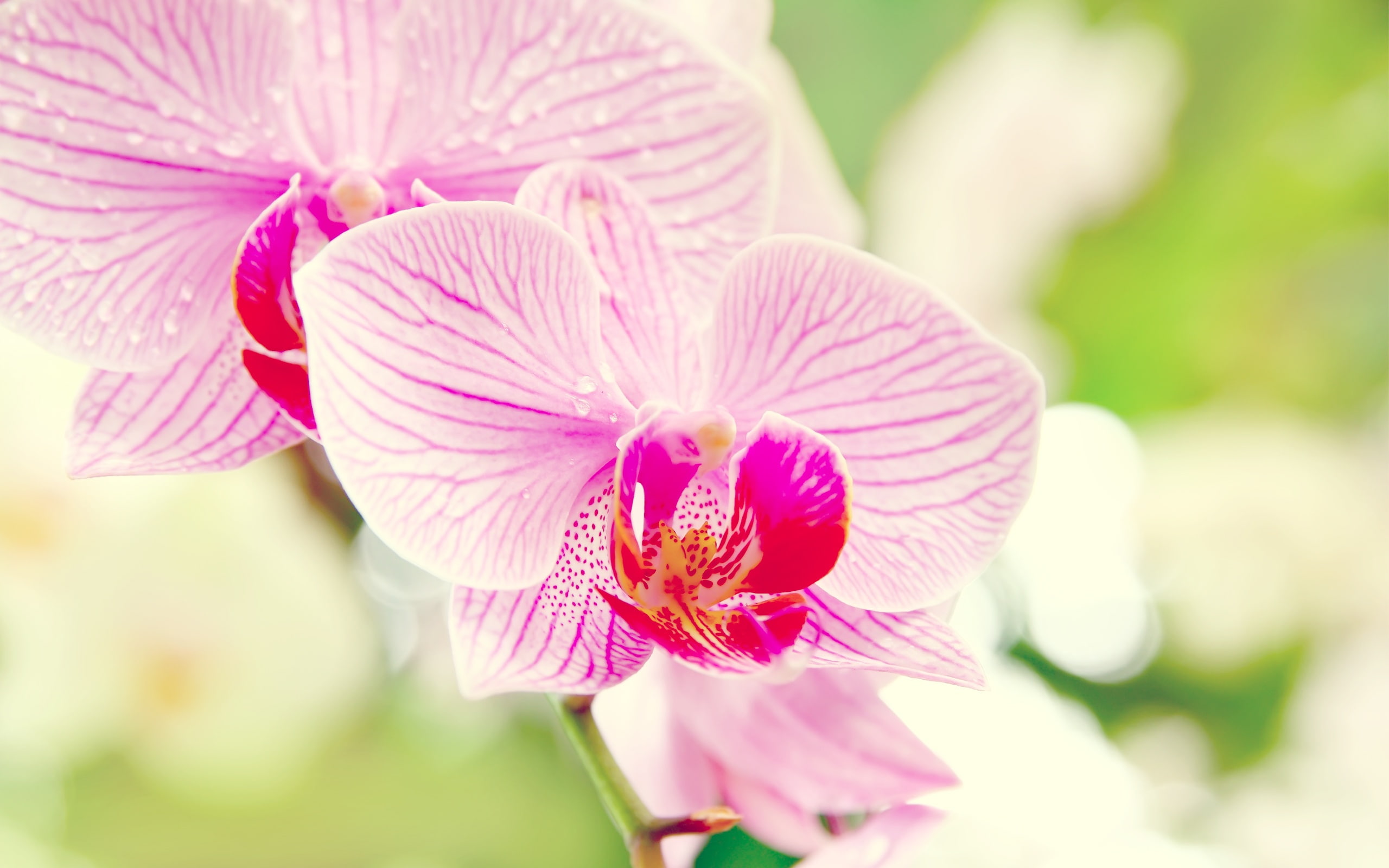 Flower, Macro, Phalaenopsis, 2K, Orchid, HD Wallpaper