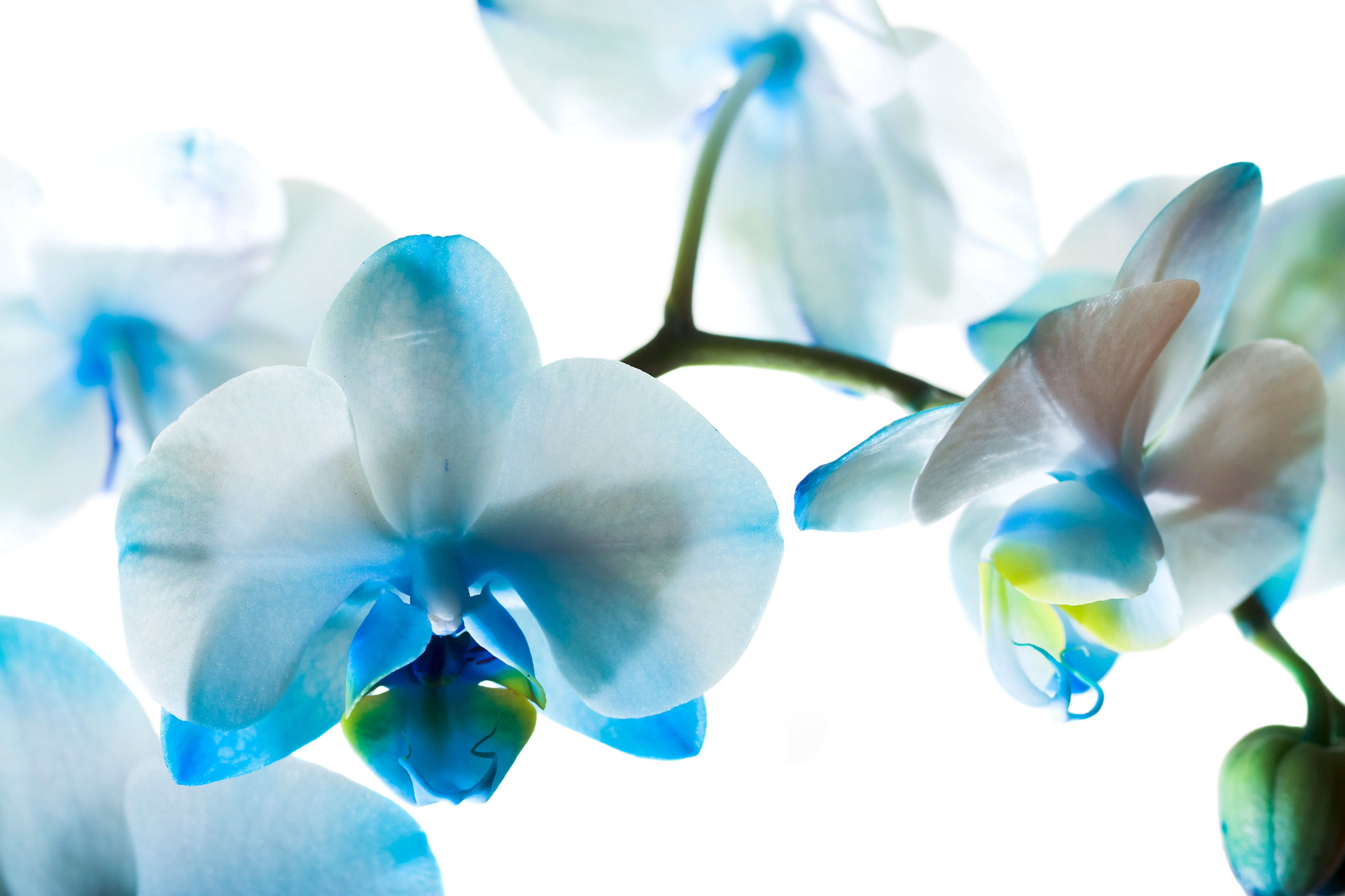 backgrounds, isolated, flowering plant, fragility, blossom, 5K, tropical Climate, single Flower, flowers, botany, inflorescence, growth, flower, day, selective focus, HD Wallpaper