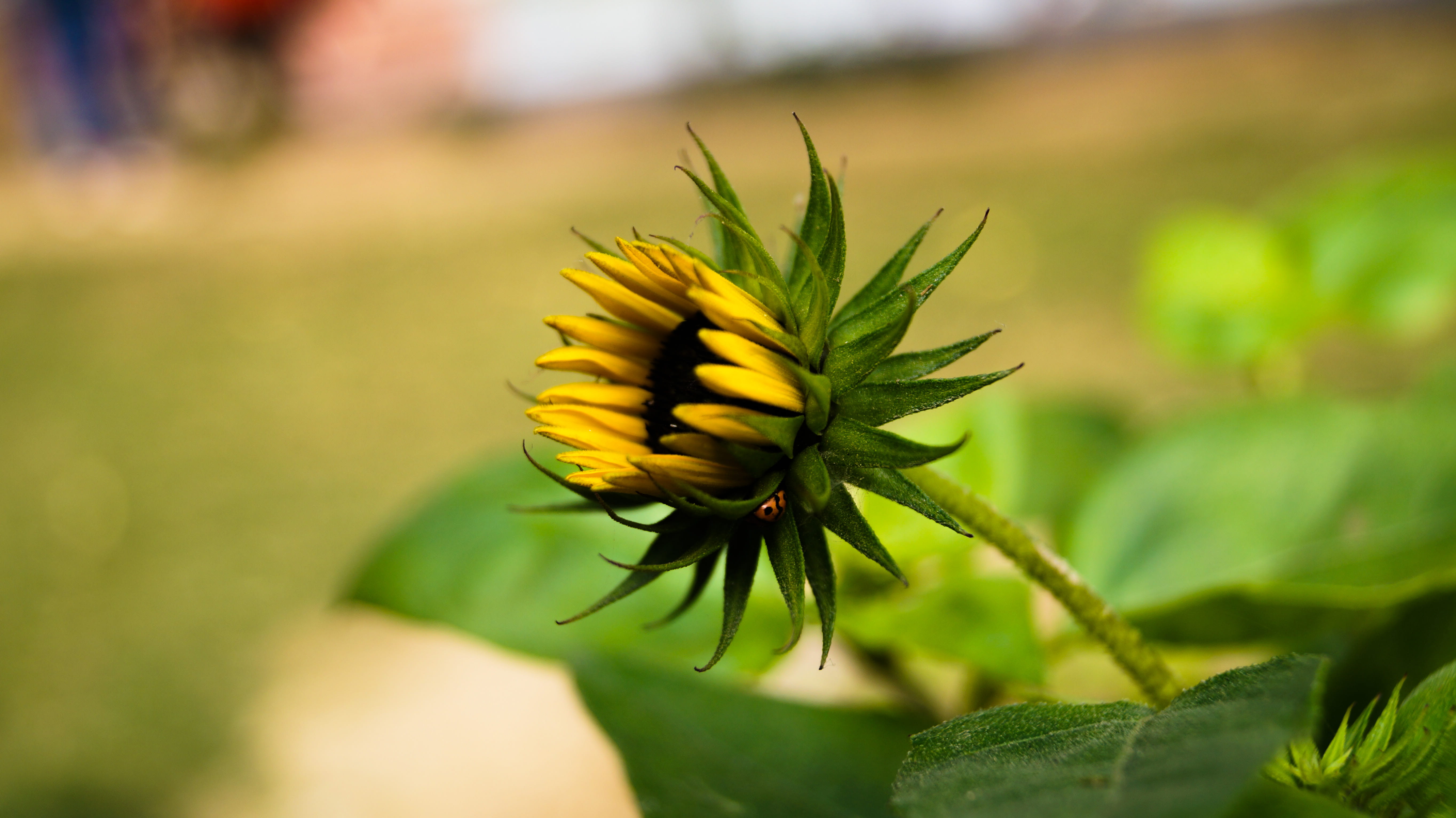 flower head, focus on foreground, close-up, flower, plant, green color, 5, @, 5K, no people, @ishant, yellow, beauty in nature, plants, mishra, ishant, HD Wallpaper