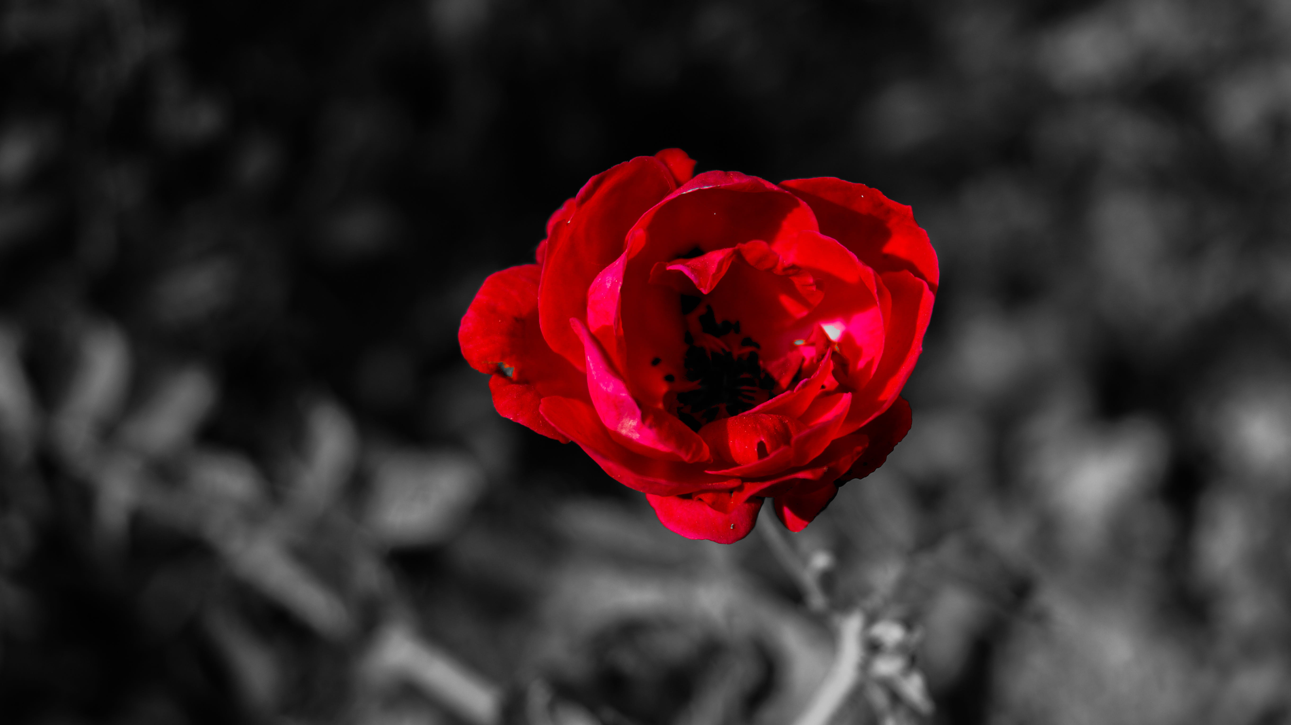 flowering plant, nature, vulnerability, inflorescence, red, rose wine, mishra, ishant mishra, flower, avadh, india, splash, petal, plant, beautiful, beauty in nature, HD Wallpaper