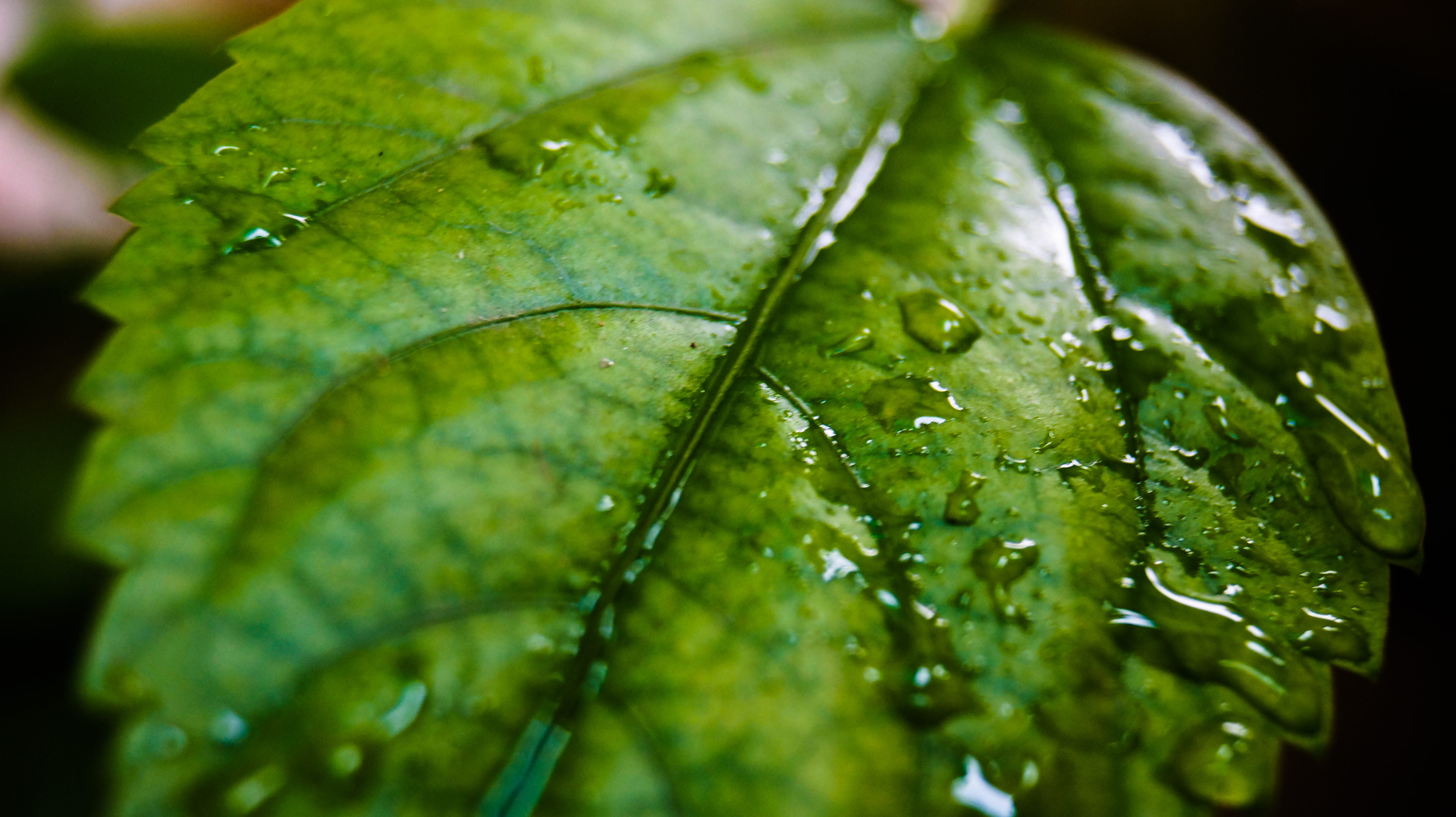 beauty in nature, leaf, no people, leaves, ishant, drops, rain, greenry, wet, drop, 54, dew, raindrop, food, 5K, water droplets, ishant_mishra, @, incredible india, HD Wallpaper